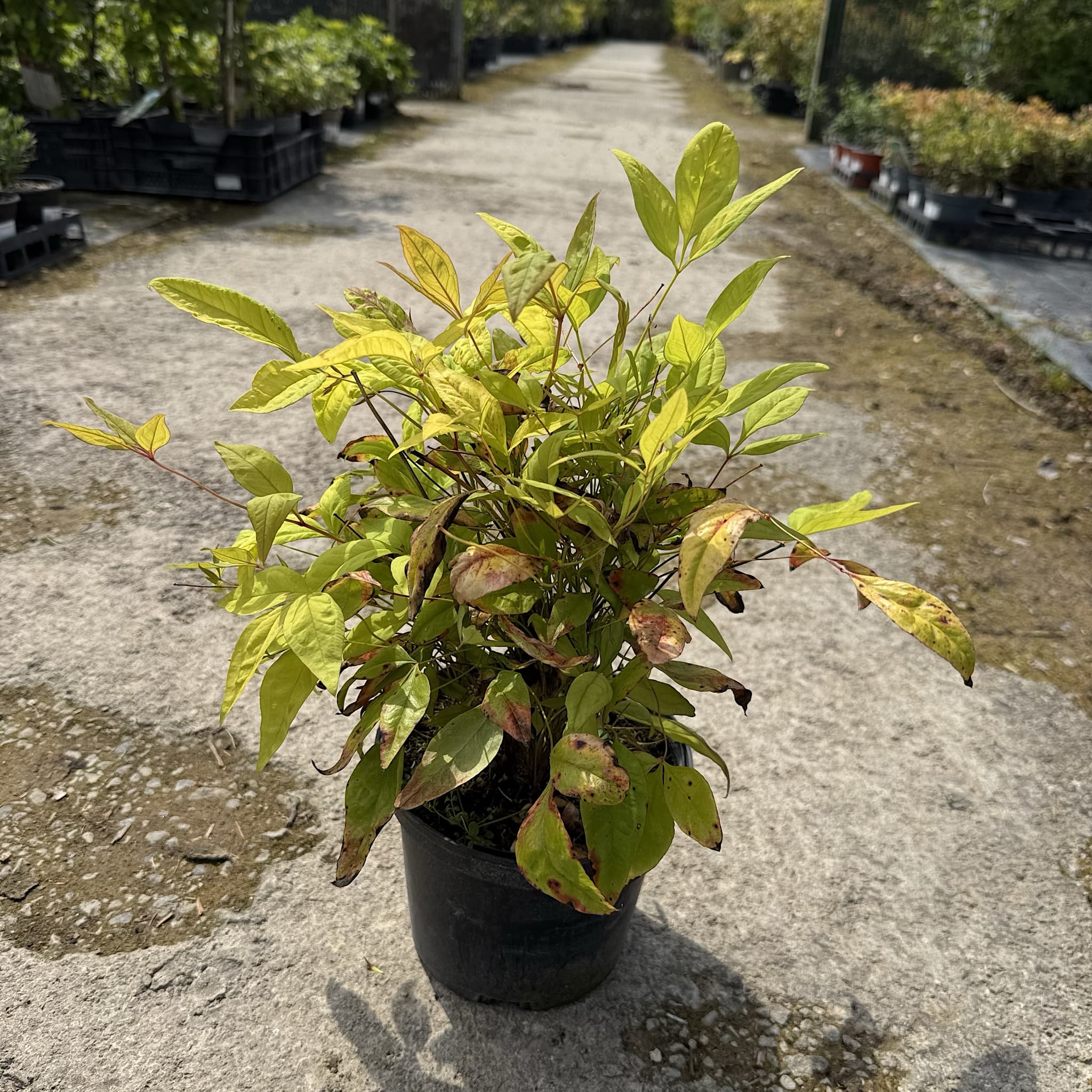 Nandina domestica 'Fire Power'