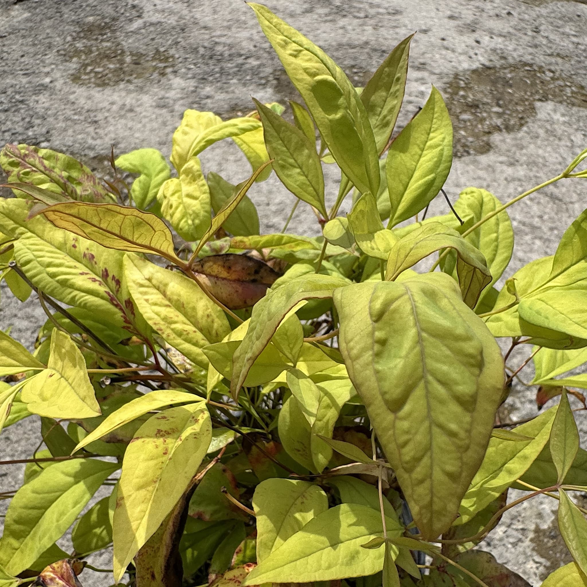 Nandina domestica 'Fire Power'