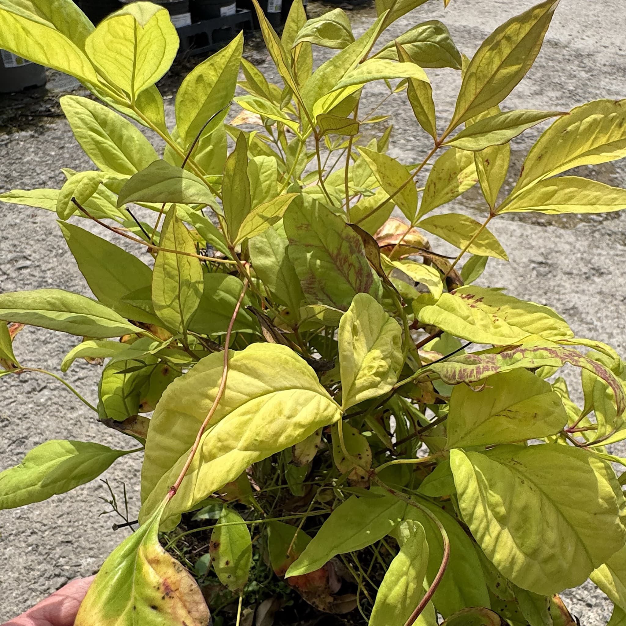 Nandina domestica 'Fire Power'