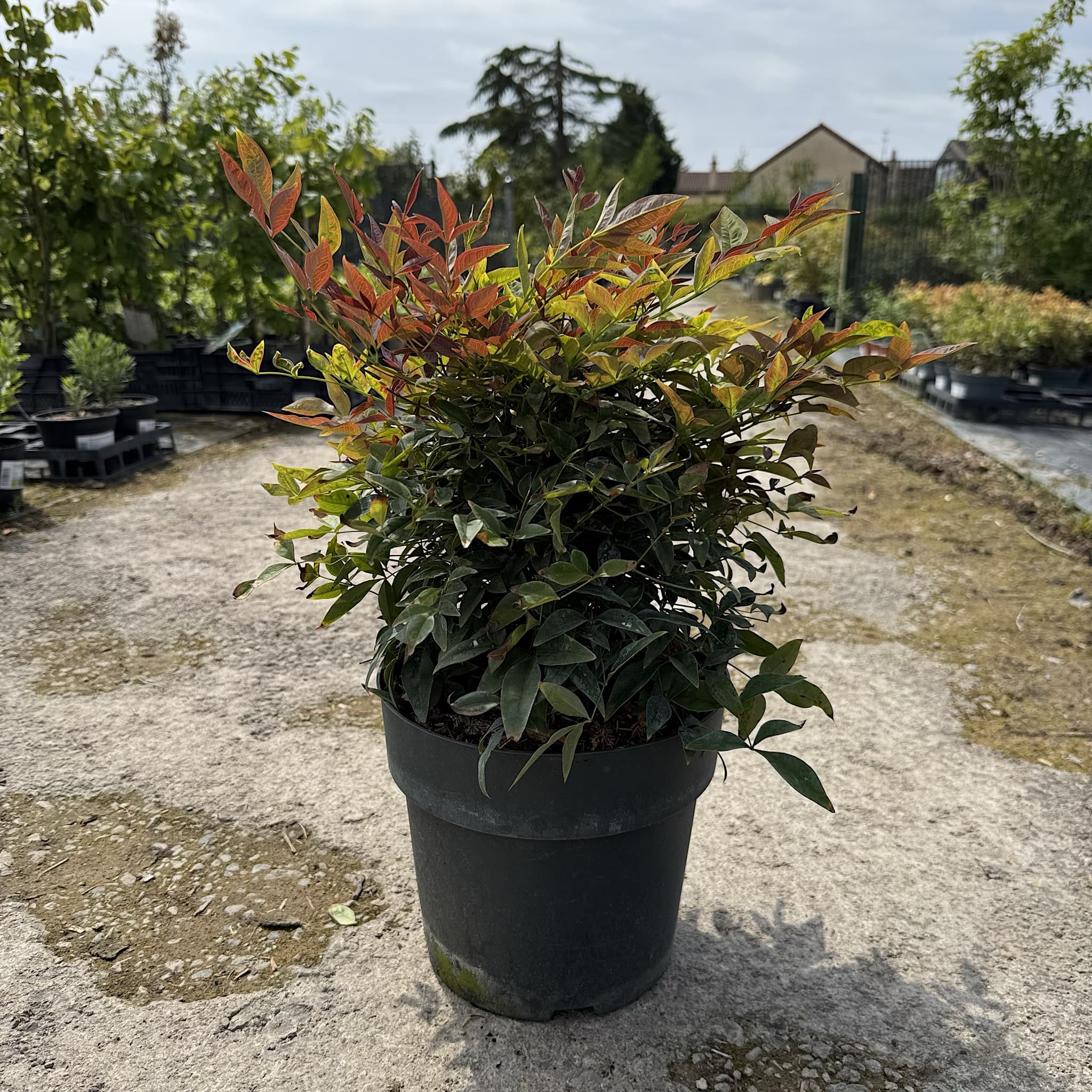 Nandina domestica 'Gulf Stream'