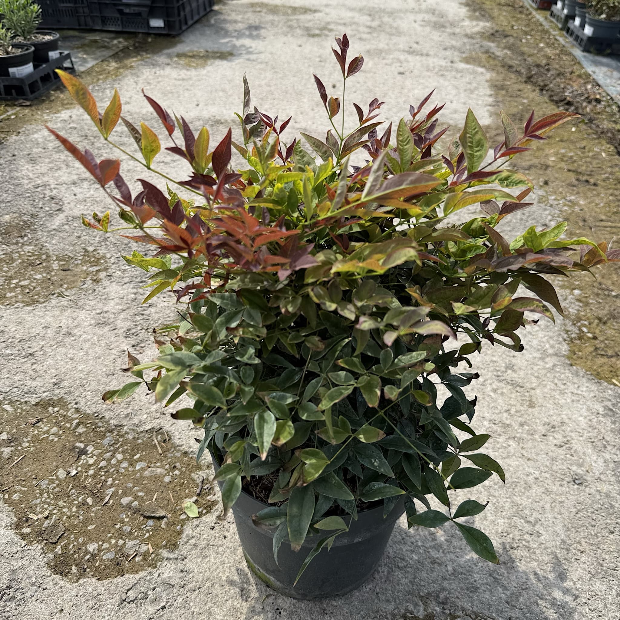 Nandina domestica 'Gulf Stream'