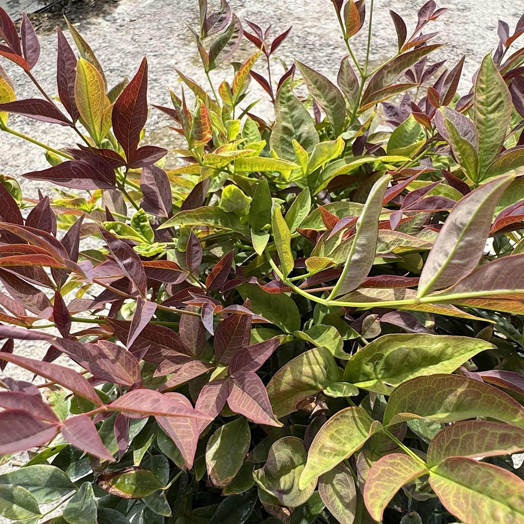 Nandina domestica 'Gulf Stream'