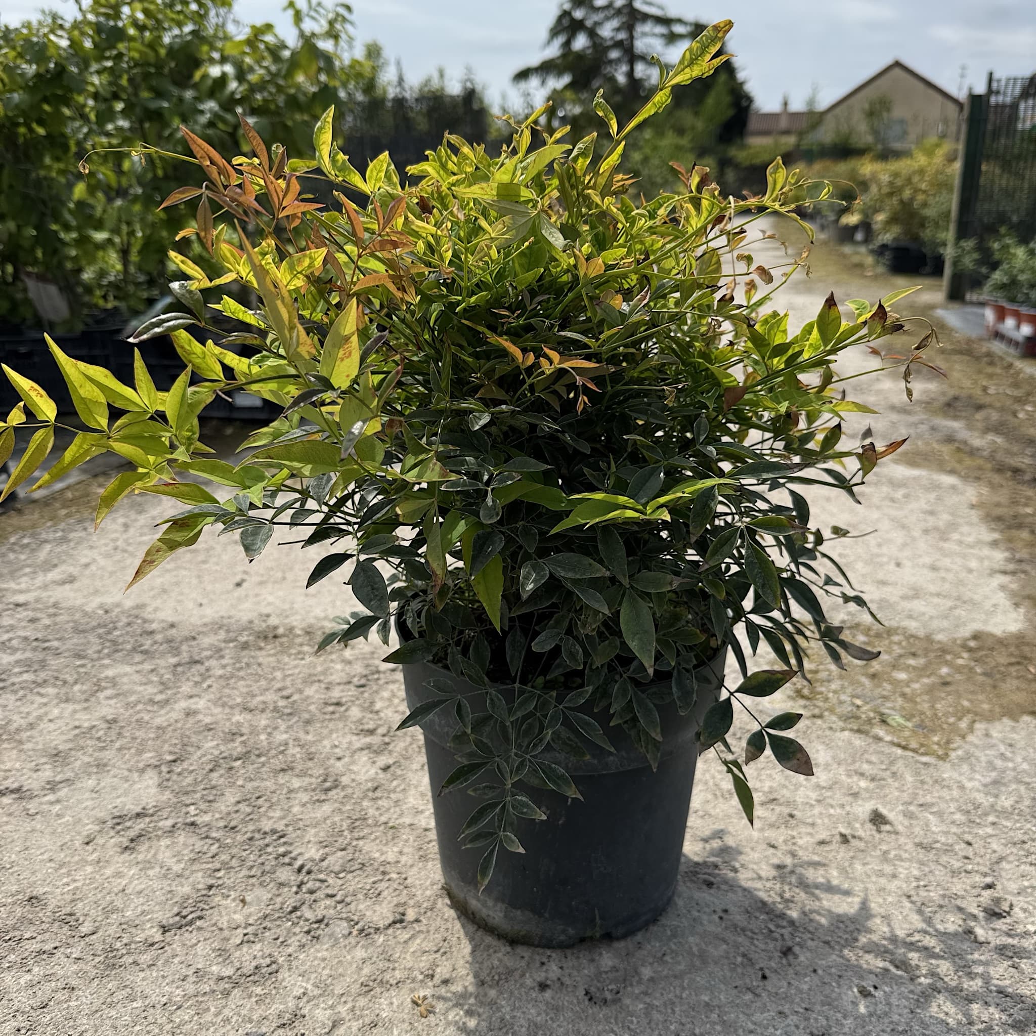 Nandina domestica 'Obsessed'