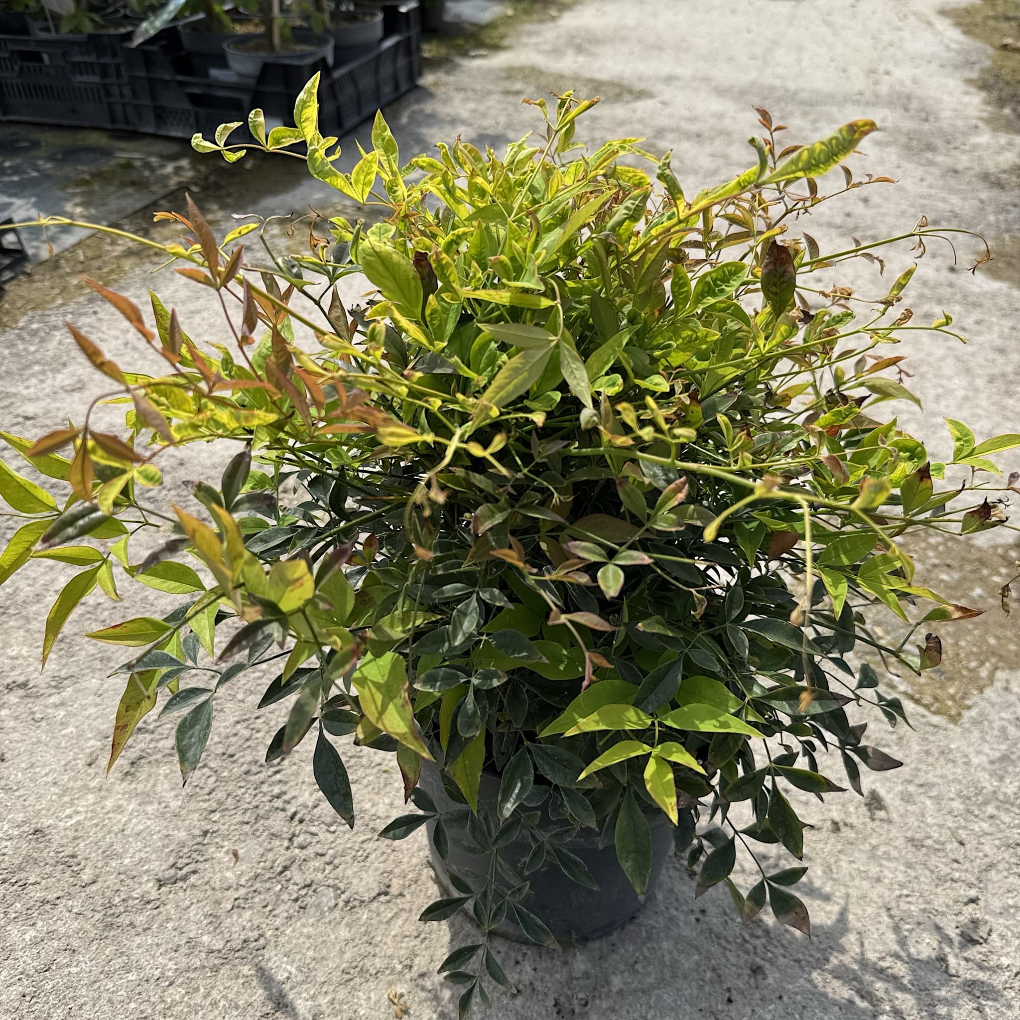 Nandina domestica 'Obsessed'