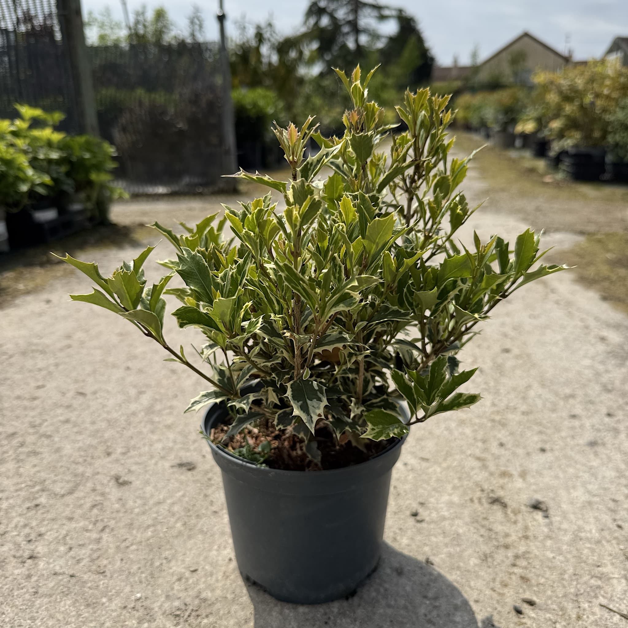 Osmanthus het. 'Variegatus'