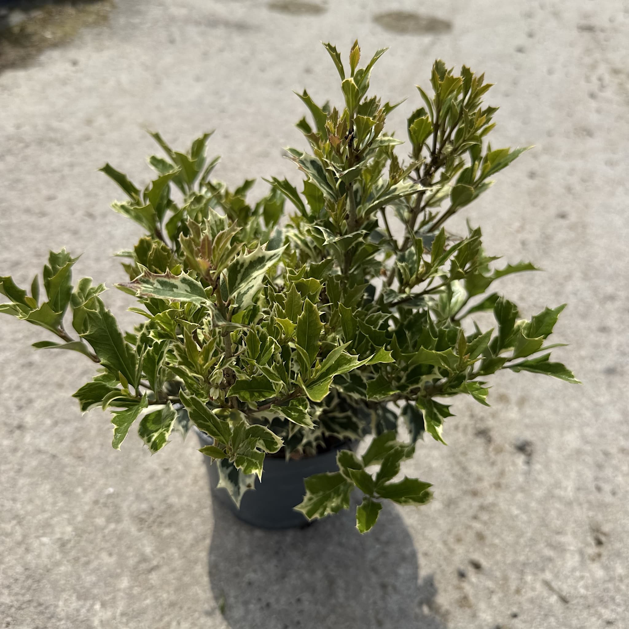 Osmanthus het. 'Variegatus'