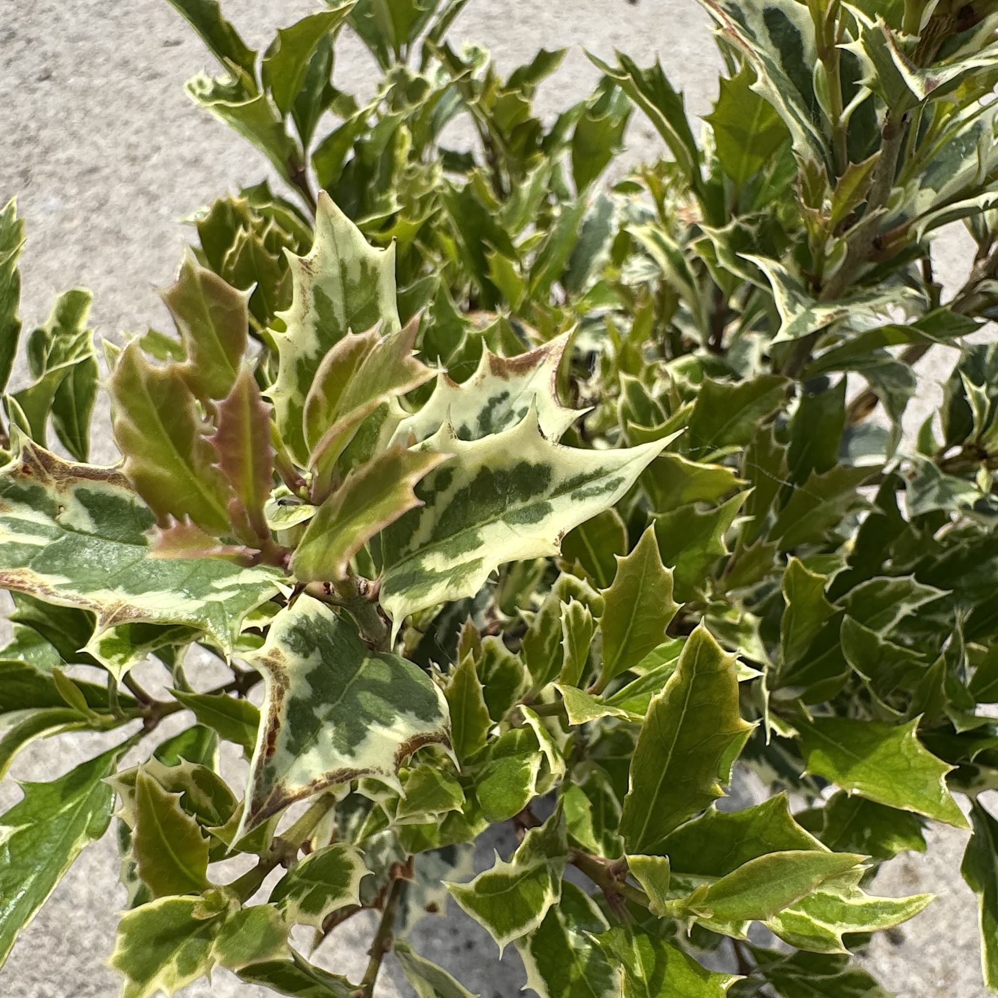 Osmanthus het. 'Variegatus'