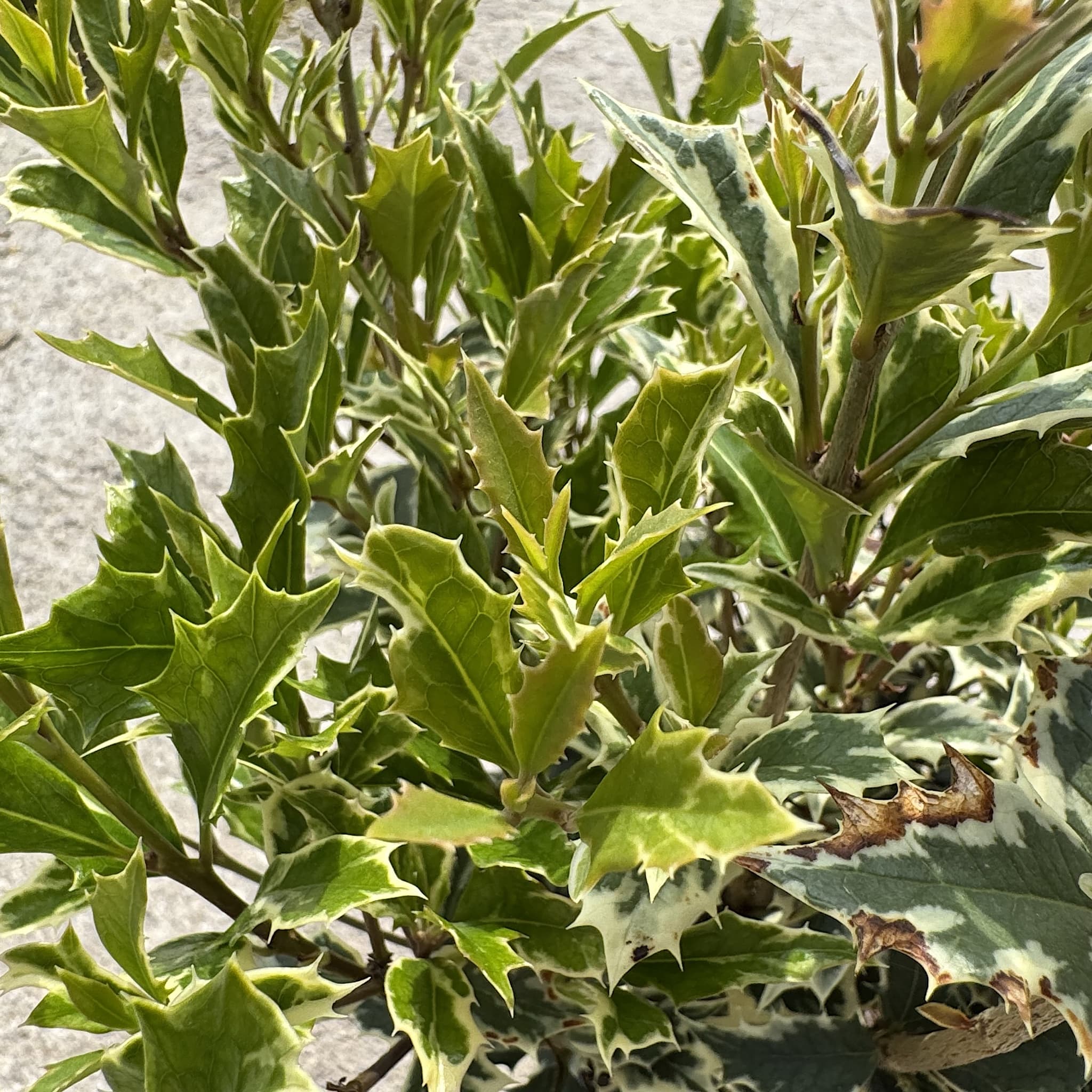 Osmanthus het. 'Variegatus'