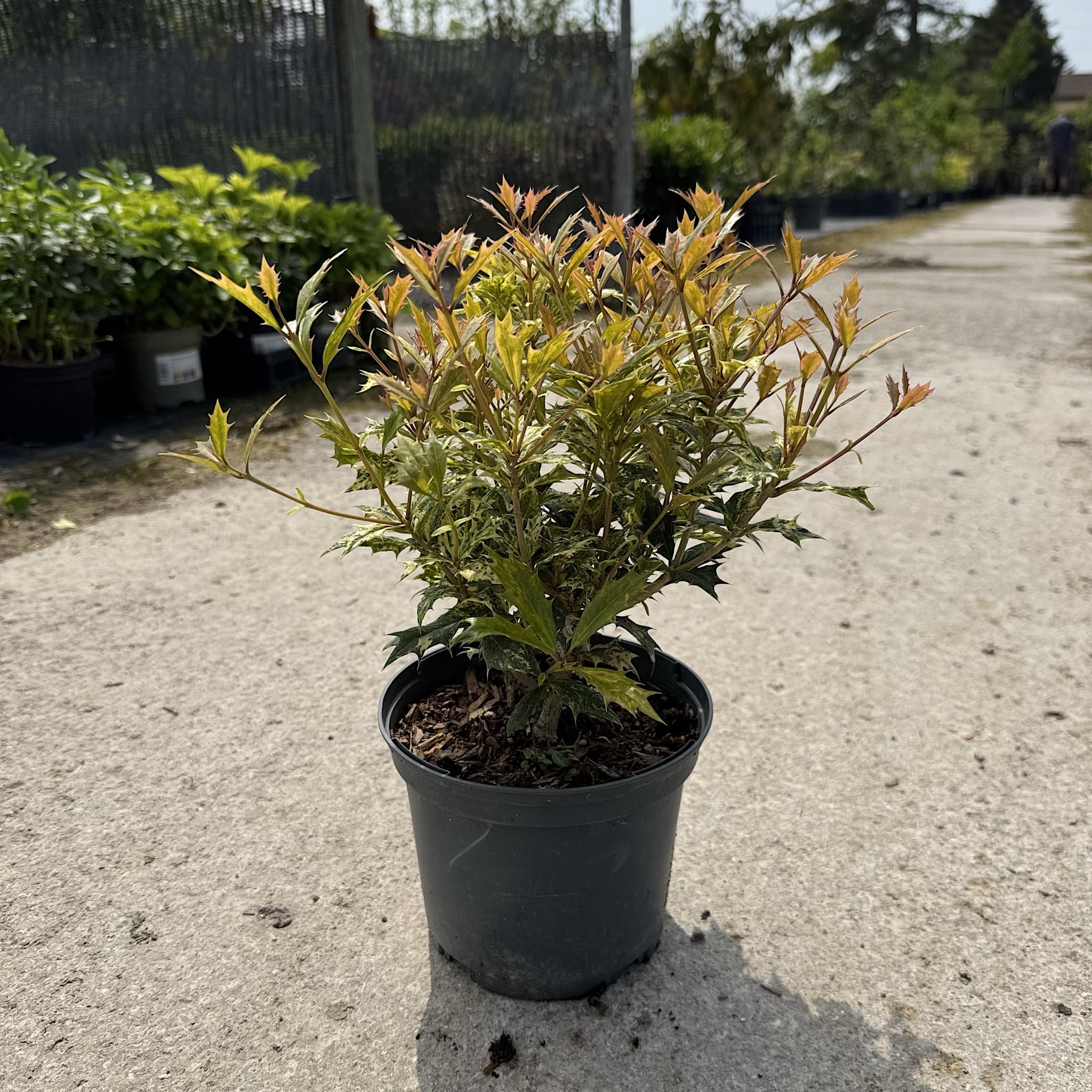 Osmanthus het. 'Tricolor'