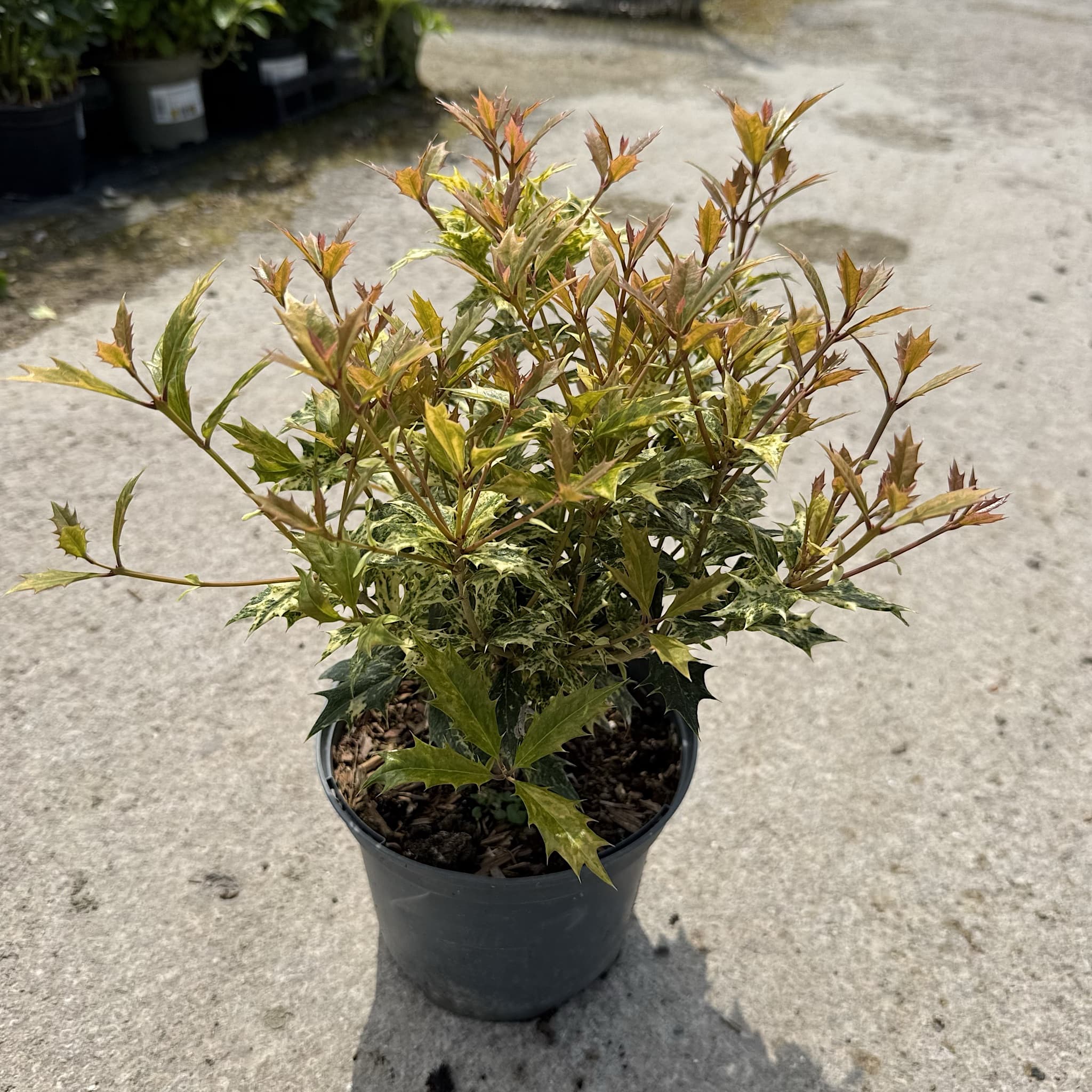 Osmanthus het. 'Tricolor'