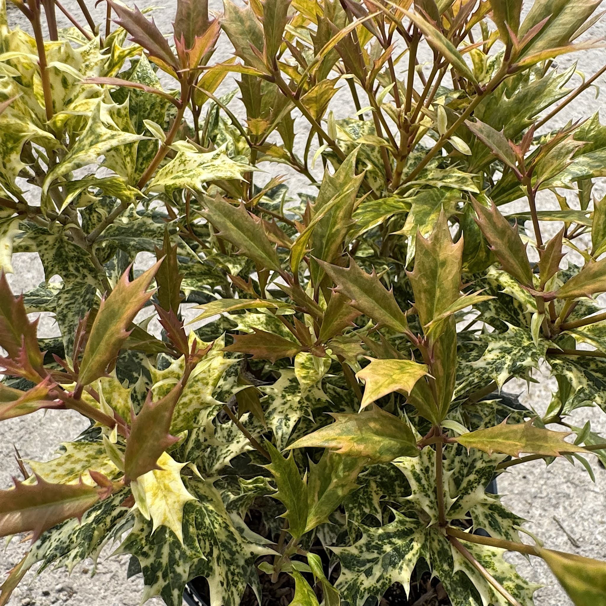 Osmanthus het. 'Tricolor'