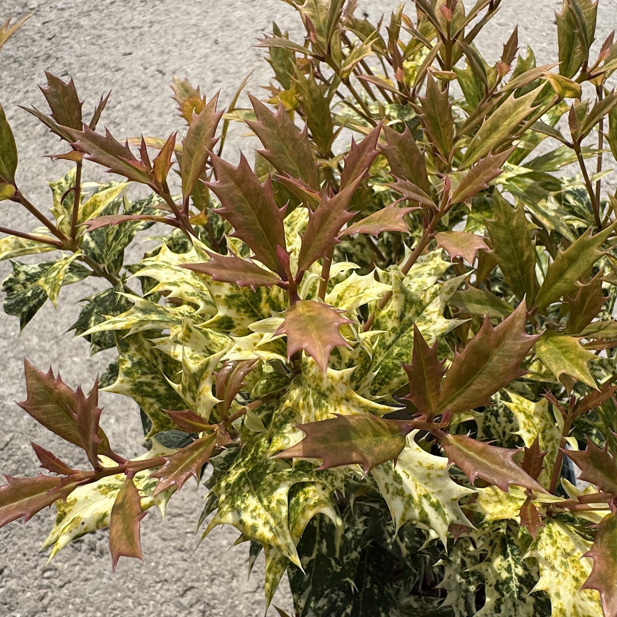 Osmanthus het. 'Tricolor'