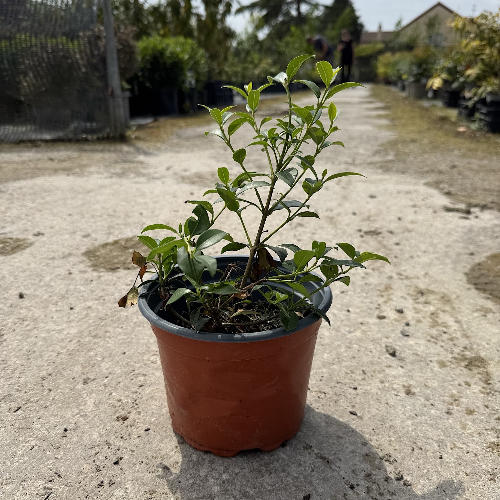 Osmanthus x burkwoodii