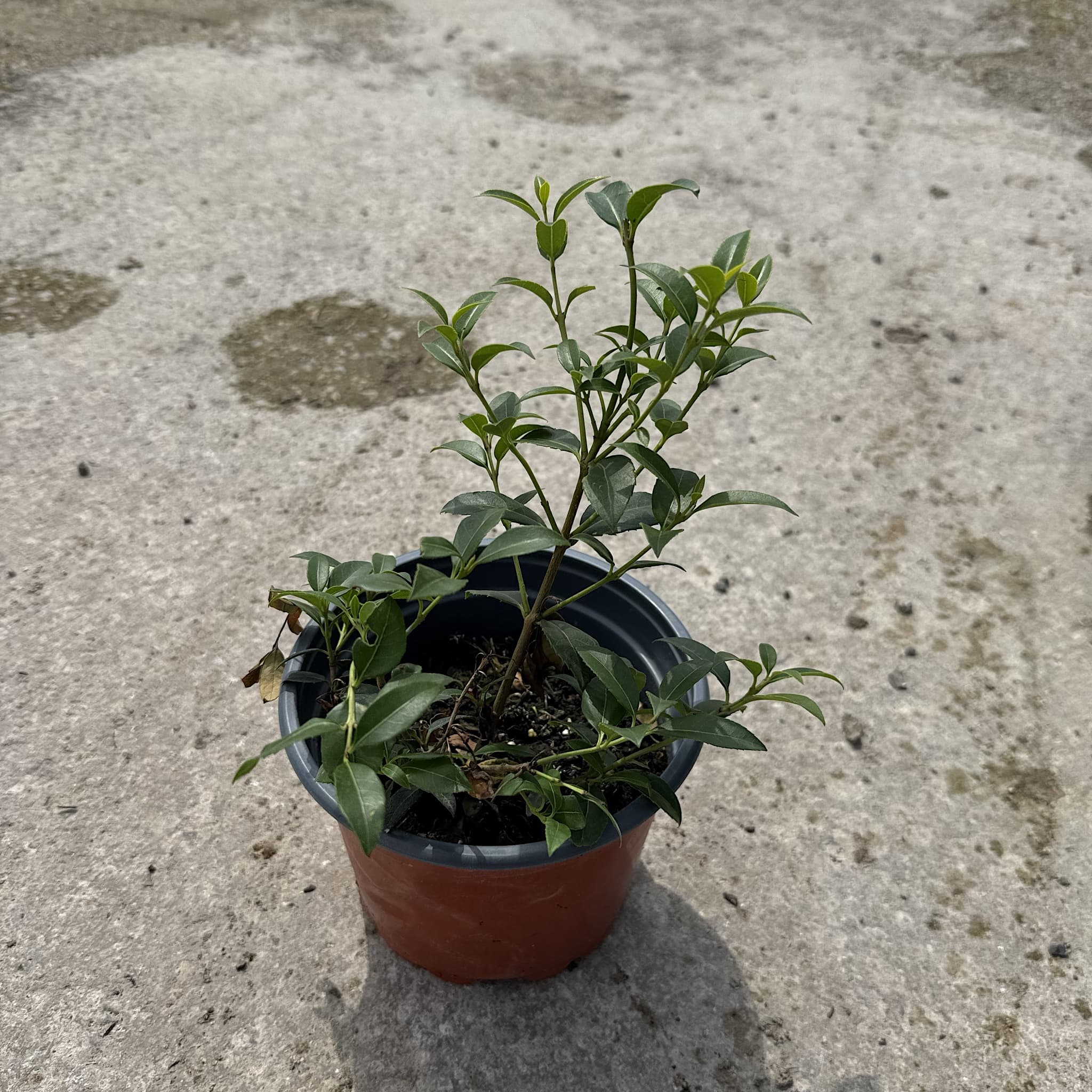 Osmanthus x burkwoodii