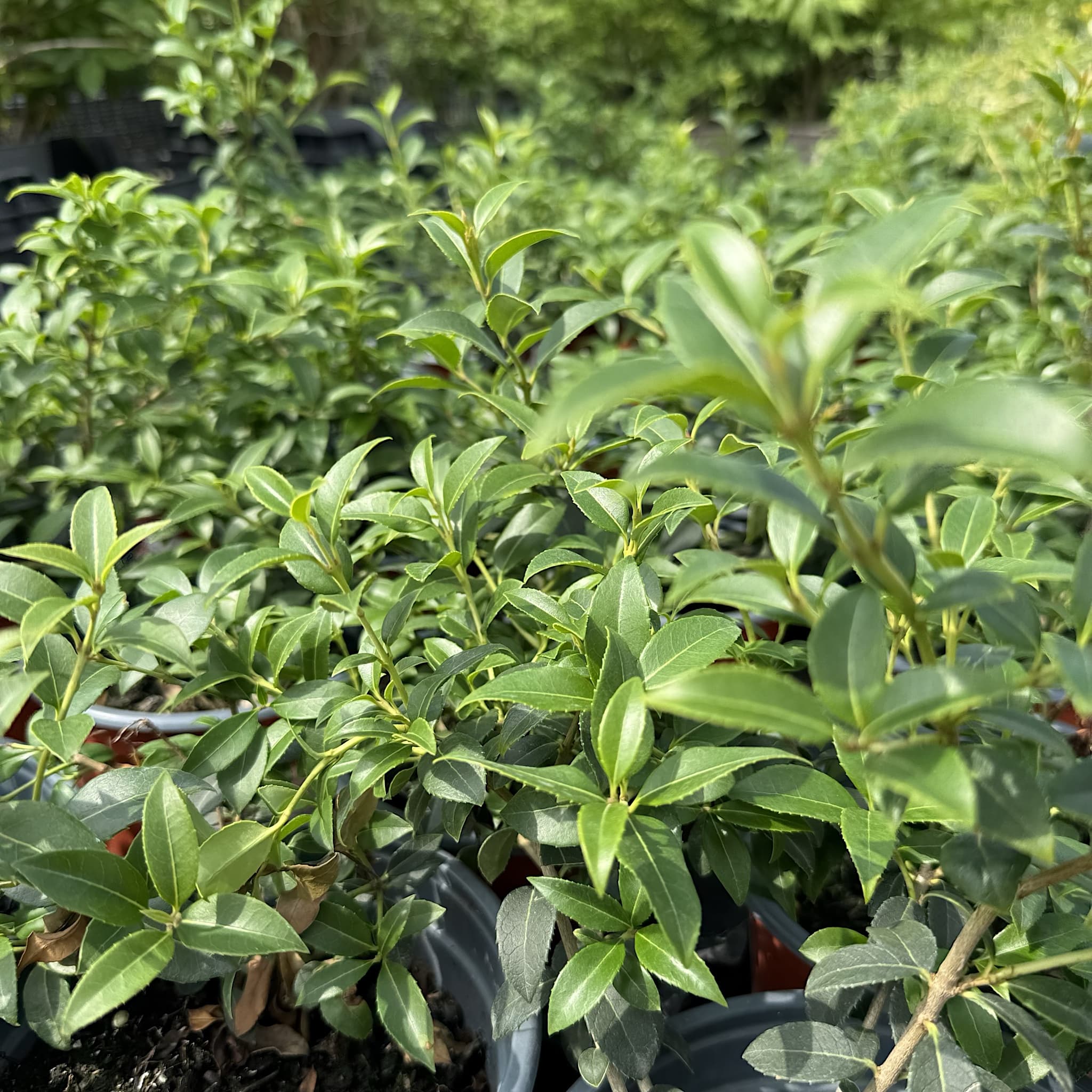 Osmanthus x burkwoodii