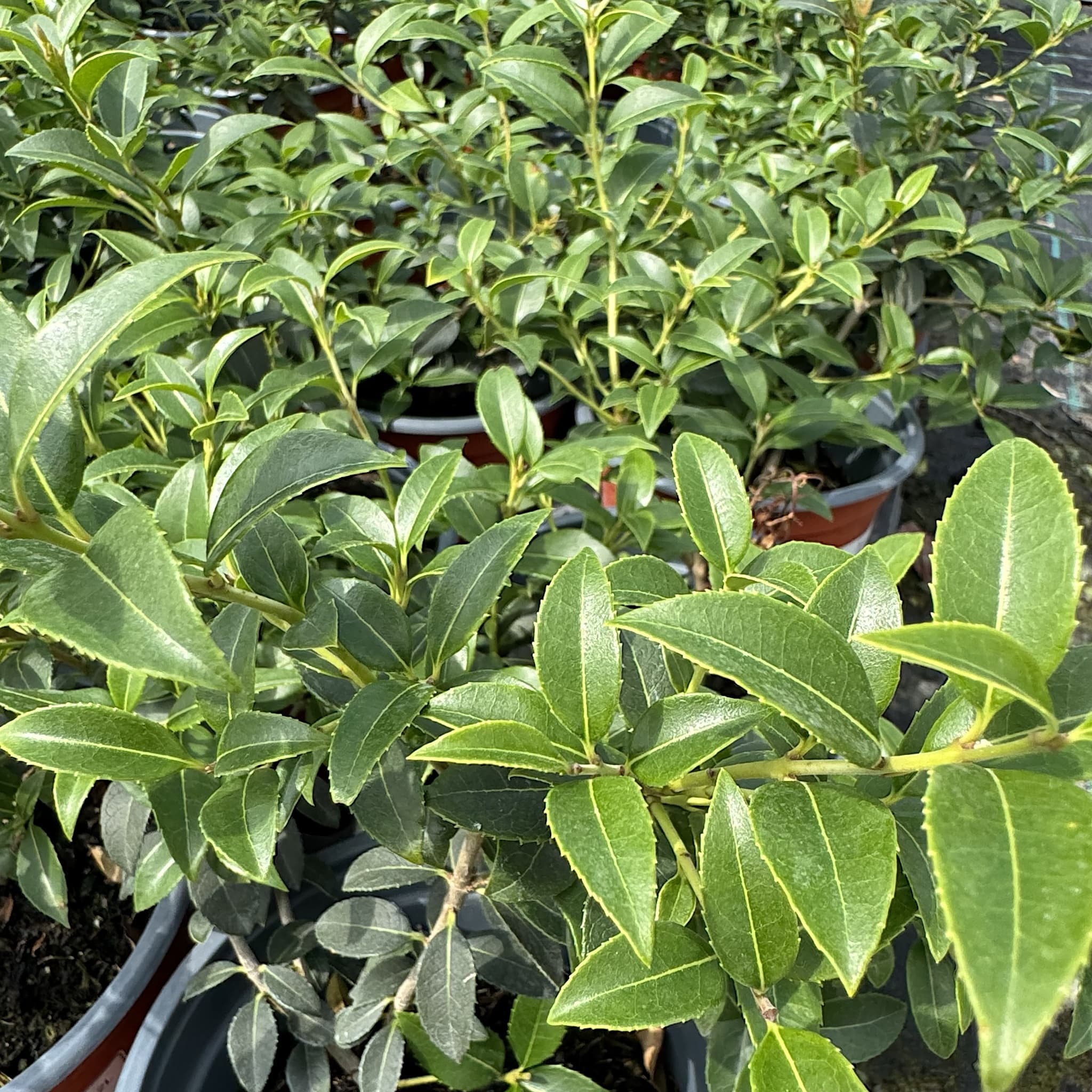 Osmanthus x burkwoodii