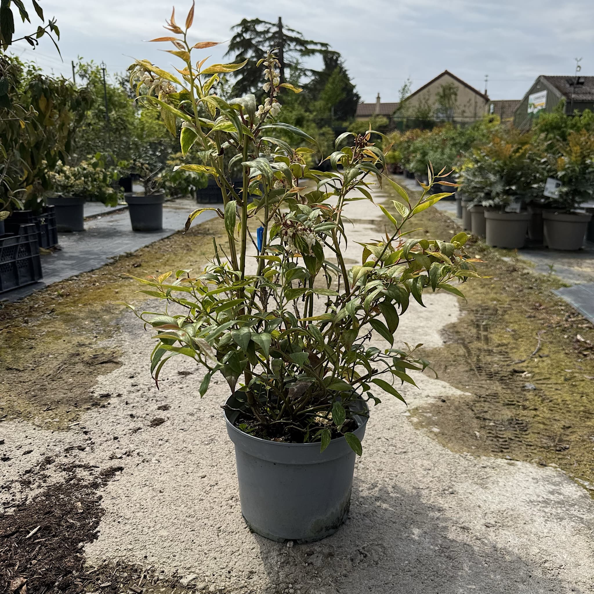 Leucothoe fontanesiana 'Makijaz'
