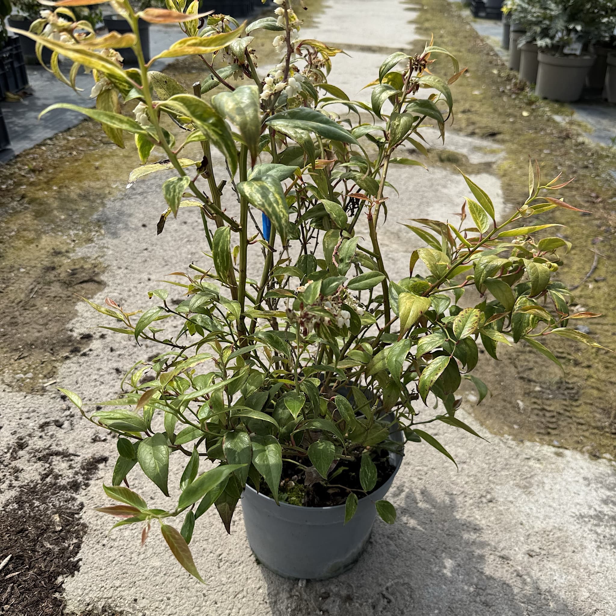 Leucothoe fontanesiana 'Makijaz'