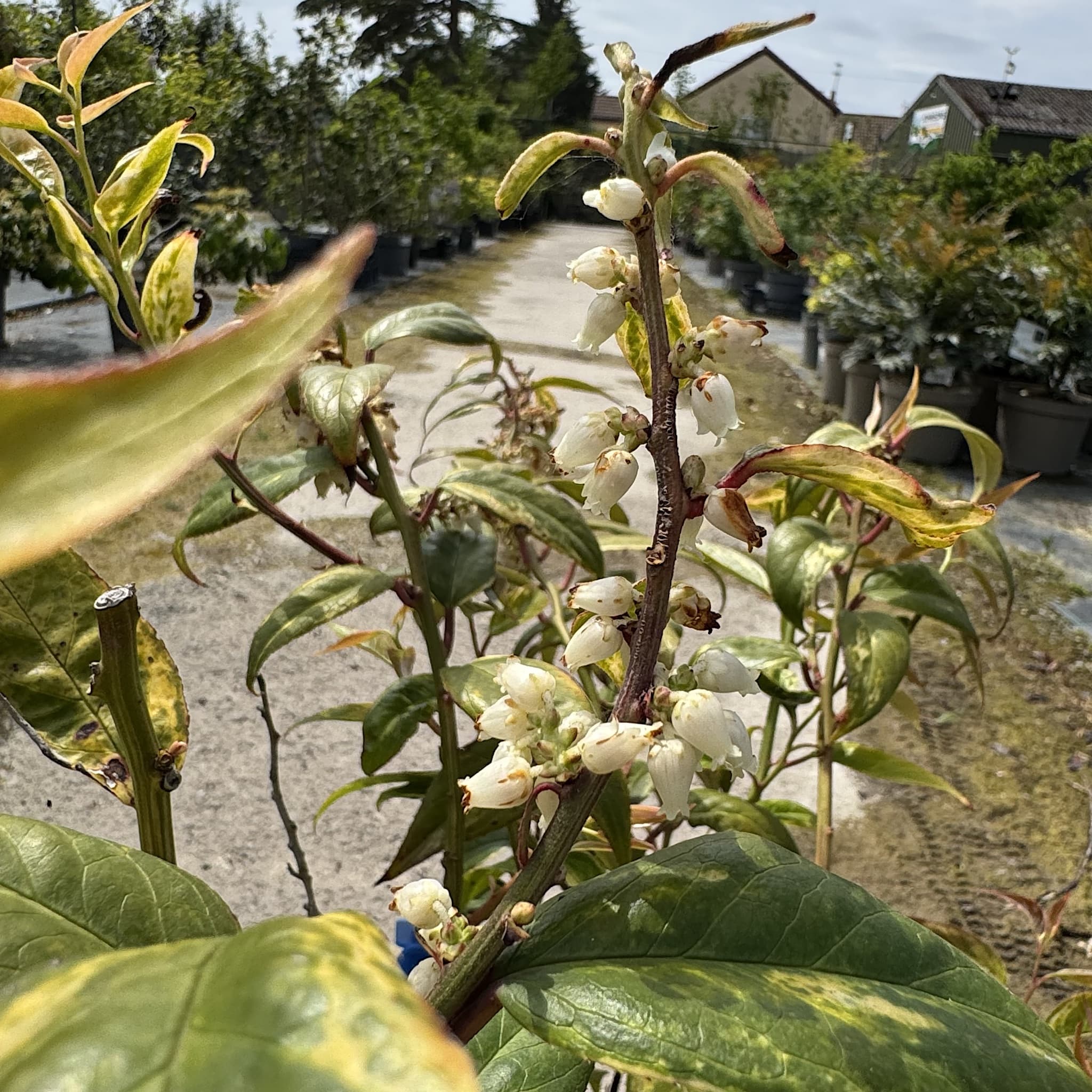 Leucothoe fontanesiana 'Makijaz'
