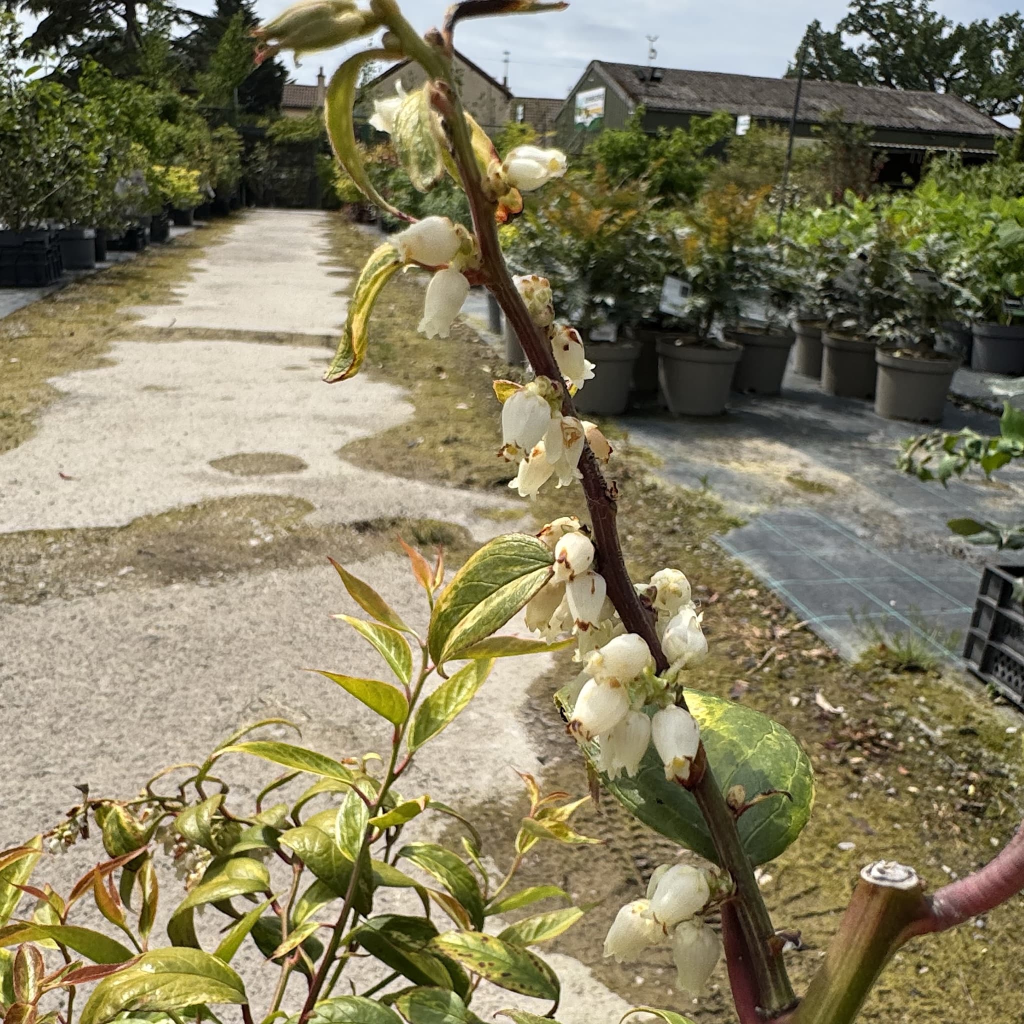Leucothoe fontanesiana 'Makijaz'