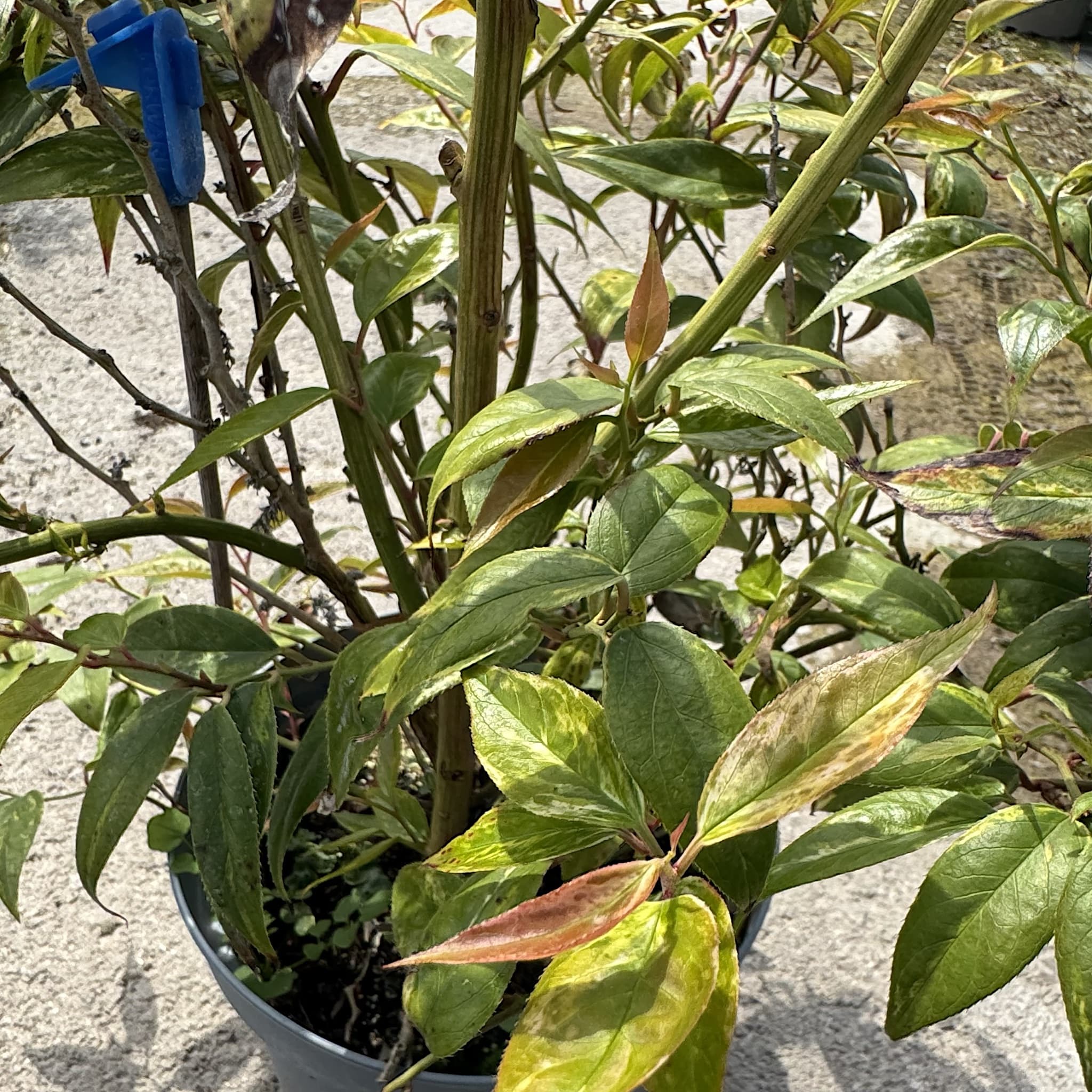 Leucothoe fontanesiana 'Makijaz'
