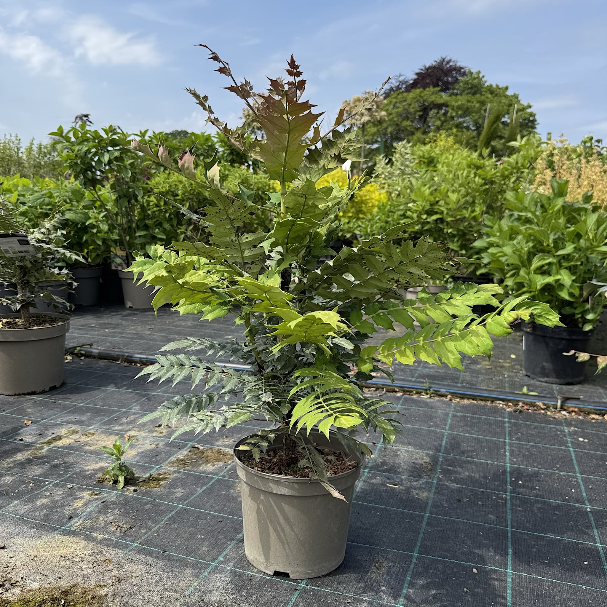 Mahonia japonica 'Bealei’