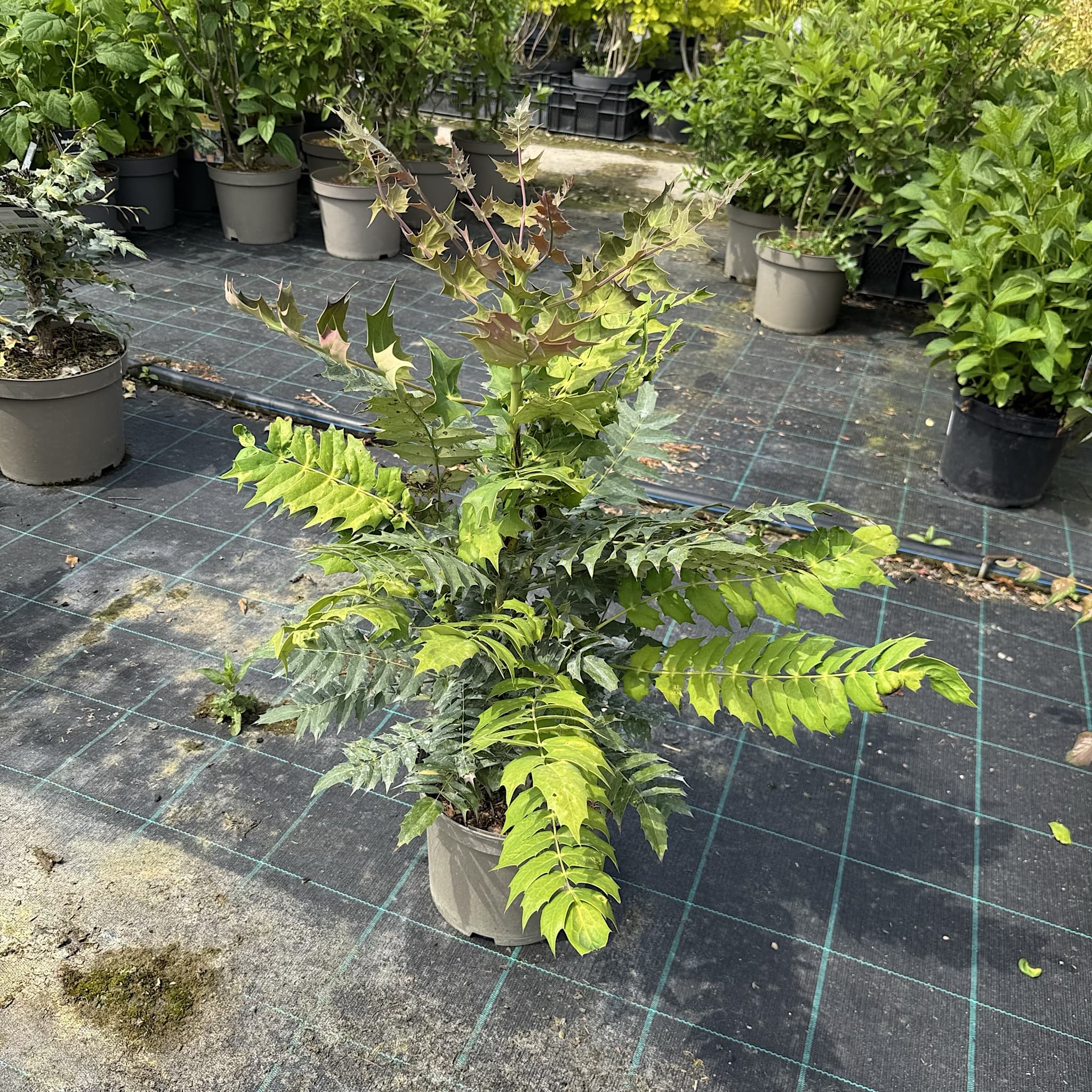Mahonia japonica 'Bealei’