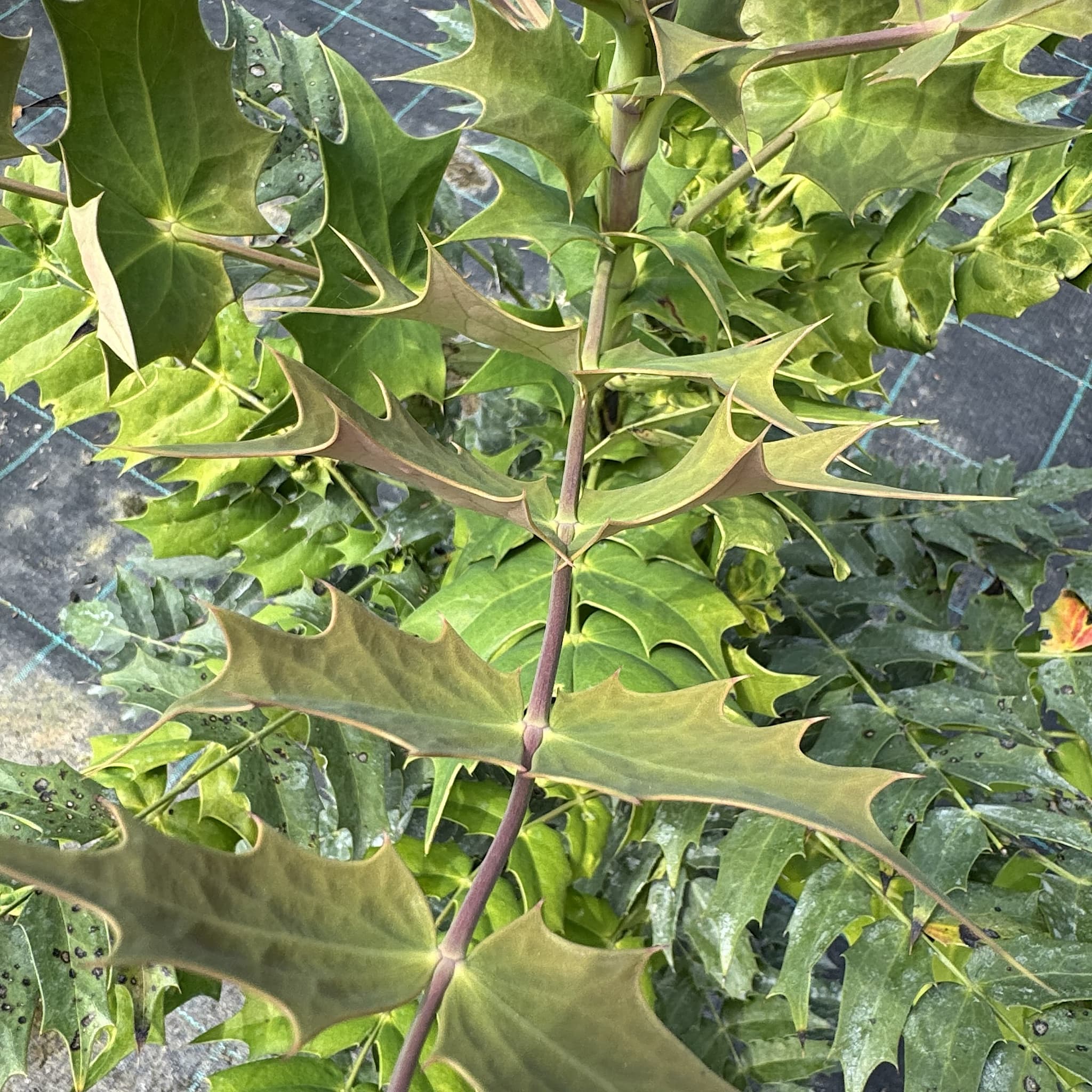 Mahonia japonica 'Bealei’