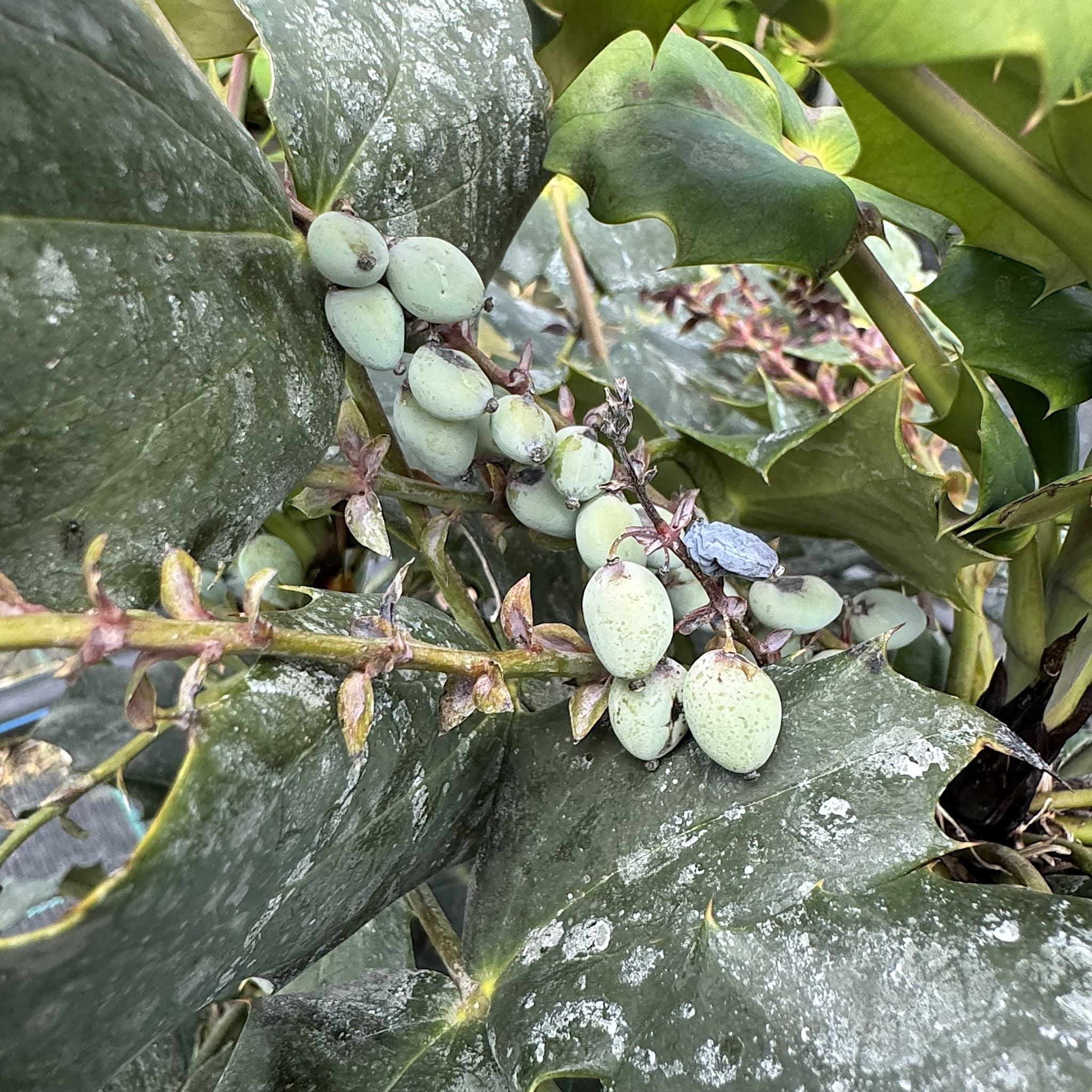 Mahonia media 'Winter Sun'