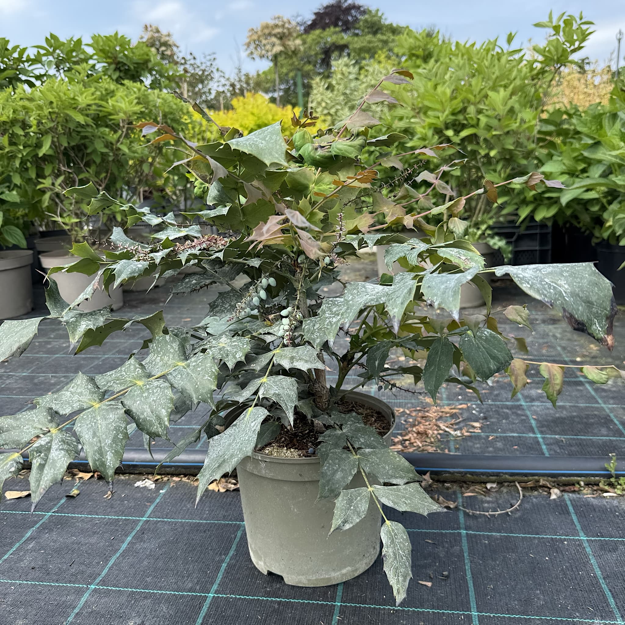 Mahonia media 'Winter Sun'