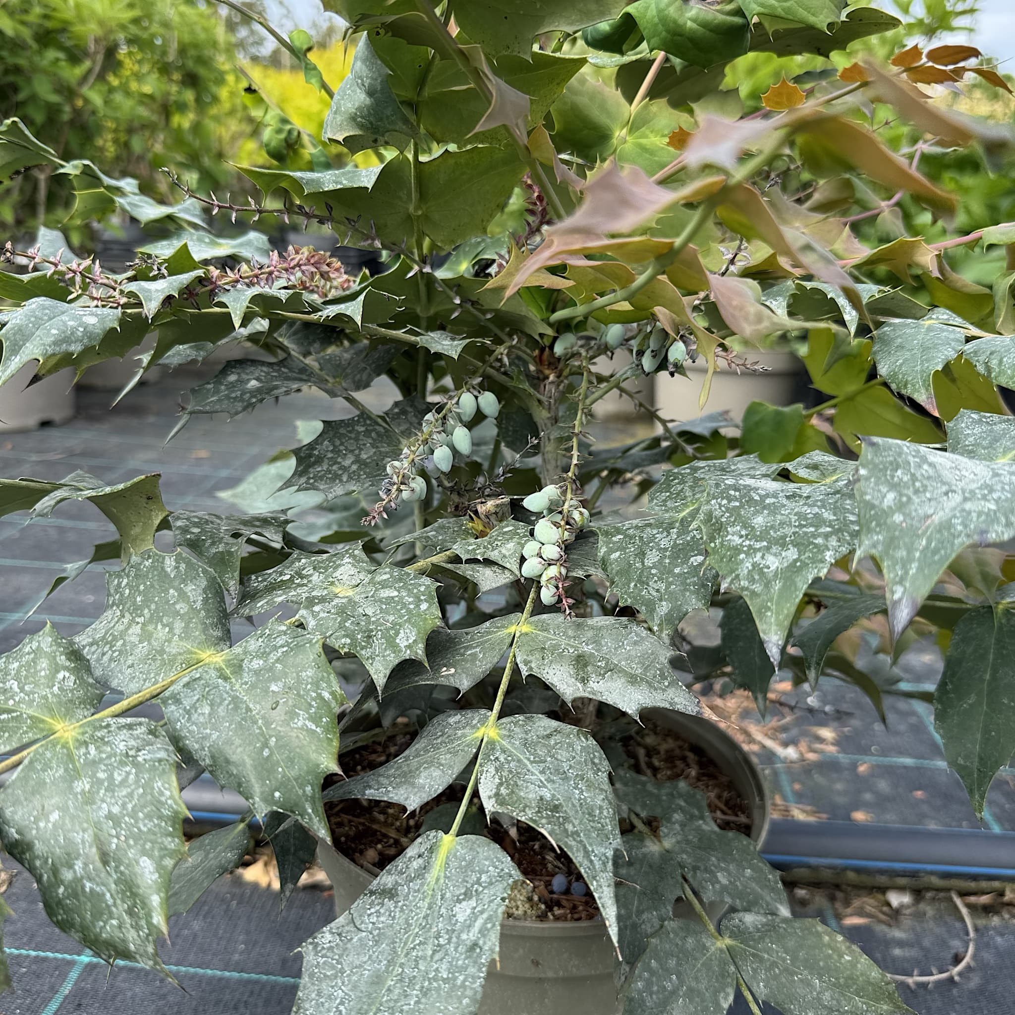 Mahonia media 'Winter Sun'
