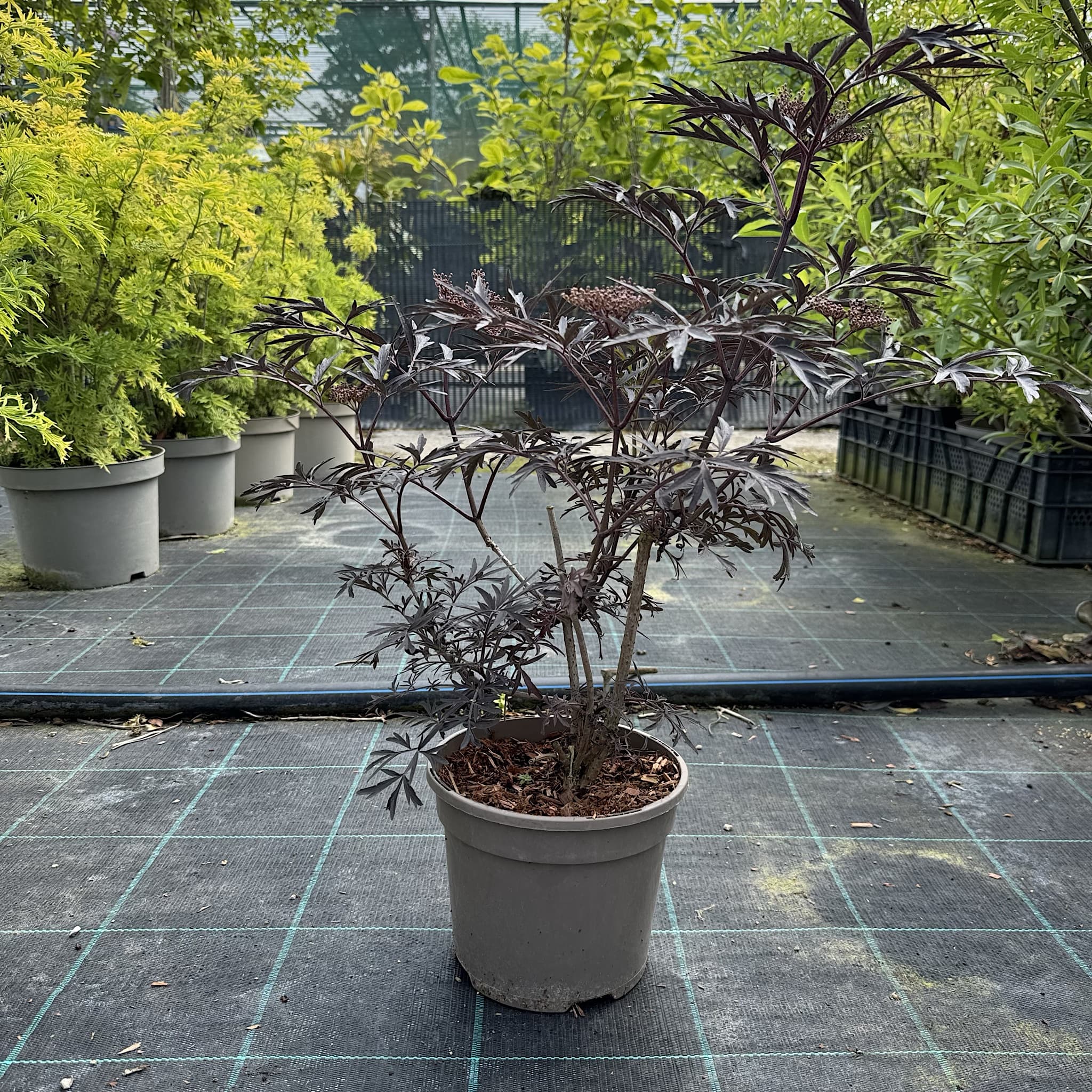 Sambucus 'Black Lace'