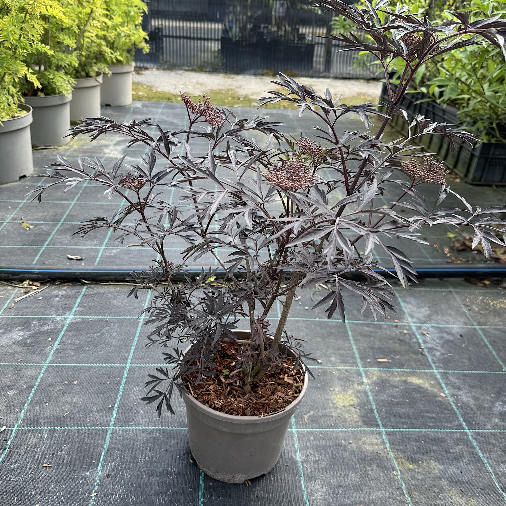 Sambucus 'Black Lace'
