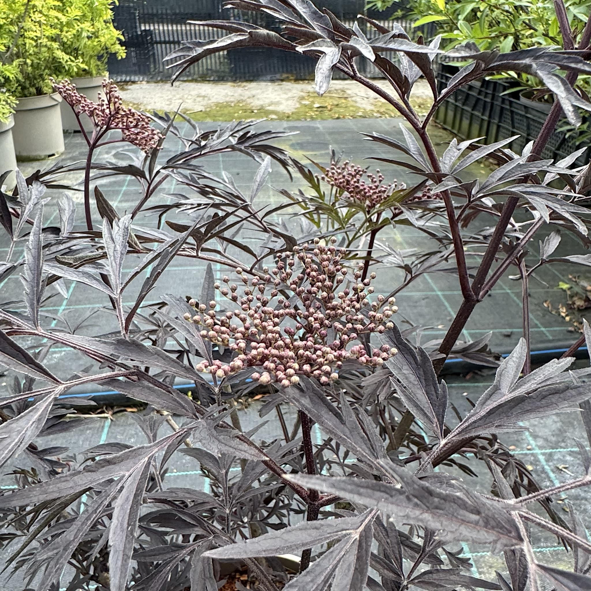 Sambucus 'Black Lace'