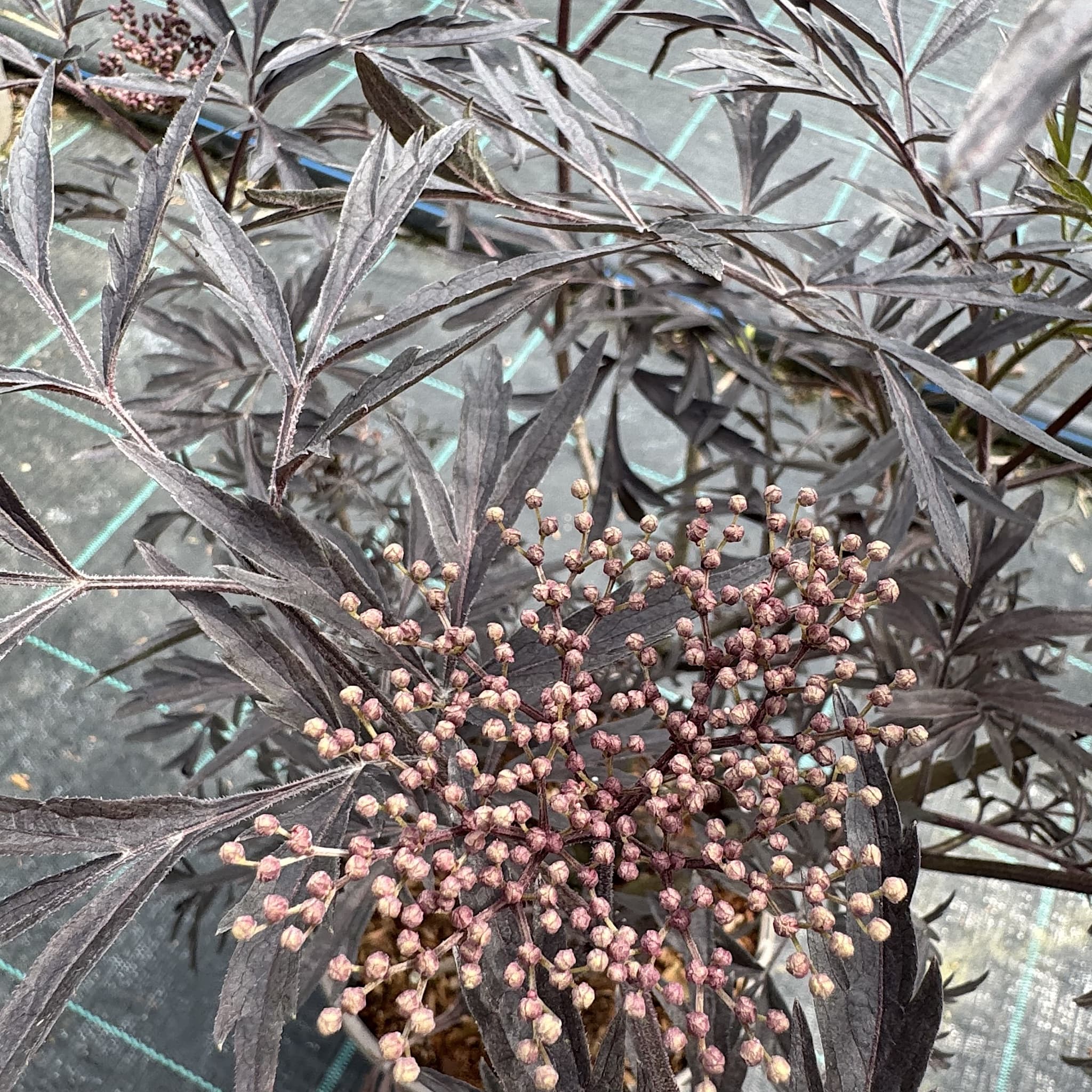 Sambucus 'Black Lace'