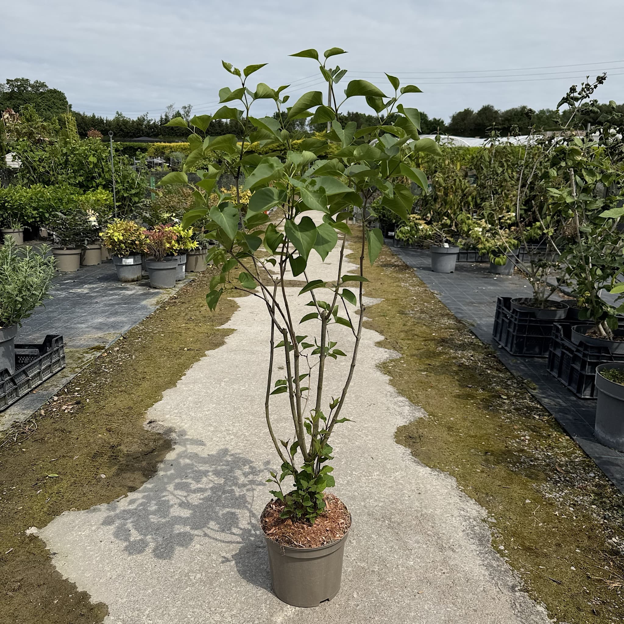 Syringa vulg. 'Sensation'