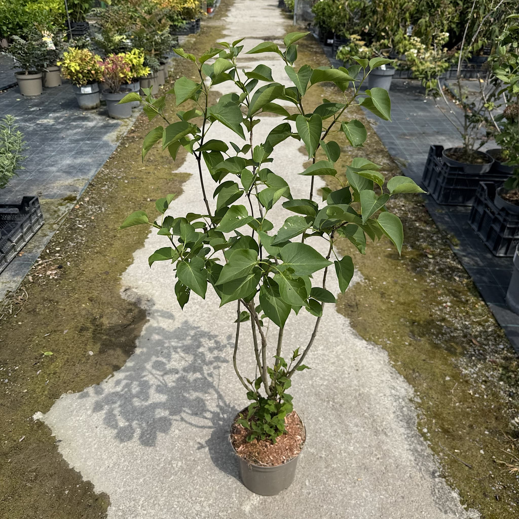 Syringa vulg. 'Sensation'
