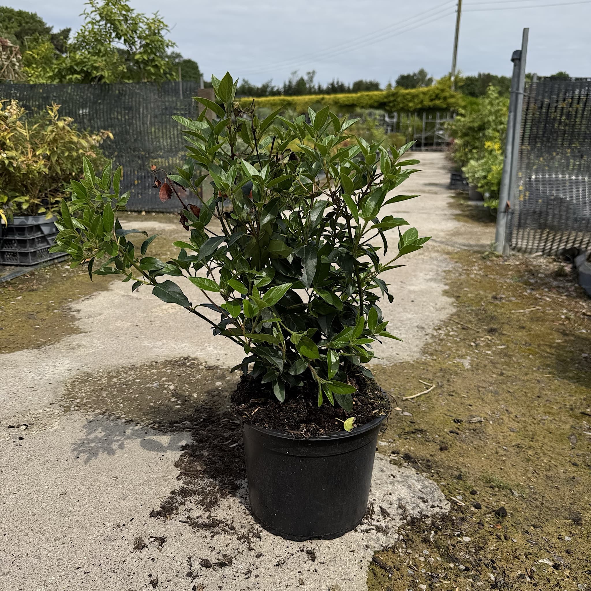 Viburnum tinus