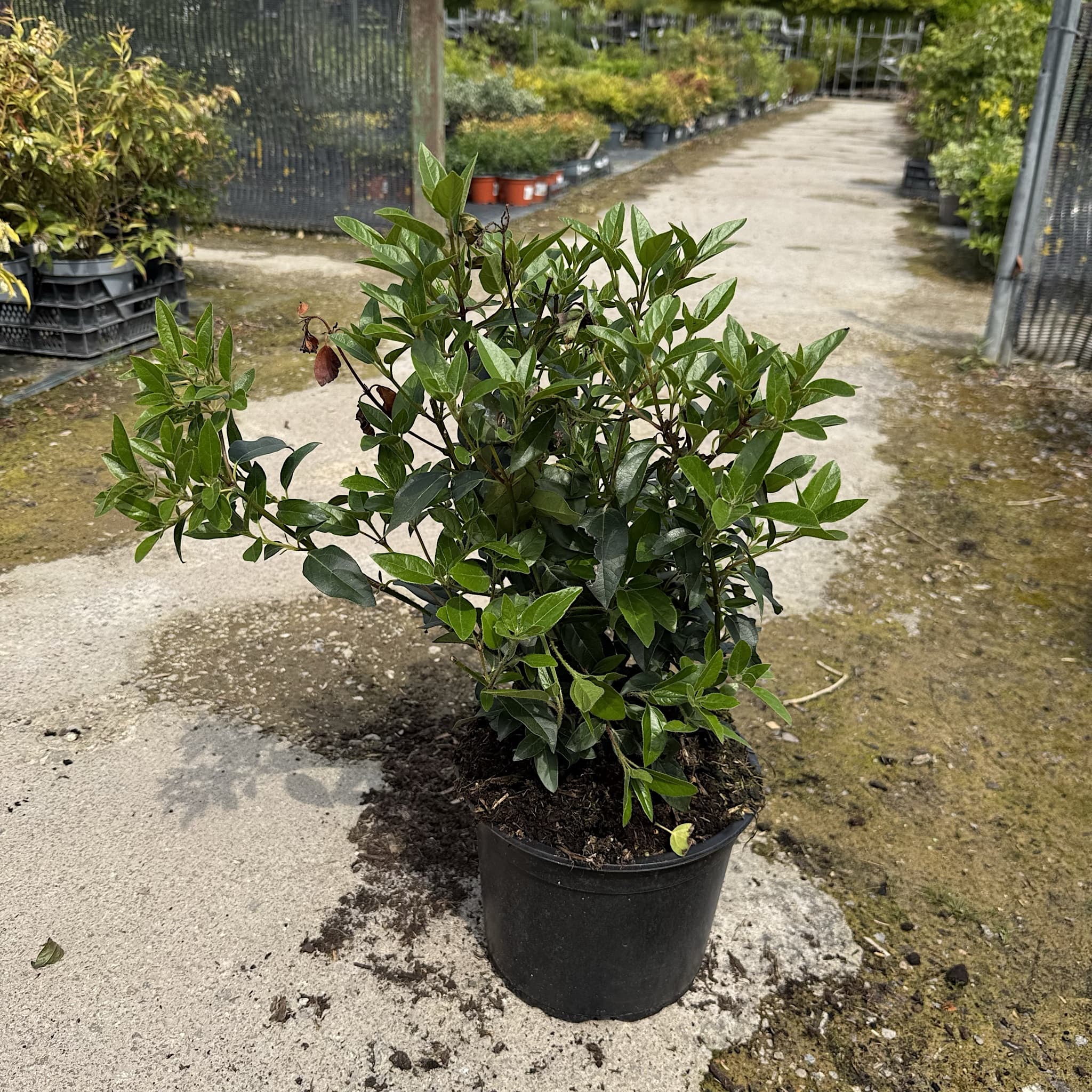 Viburnum tinus