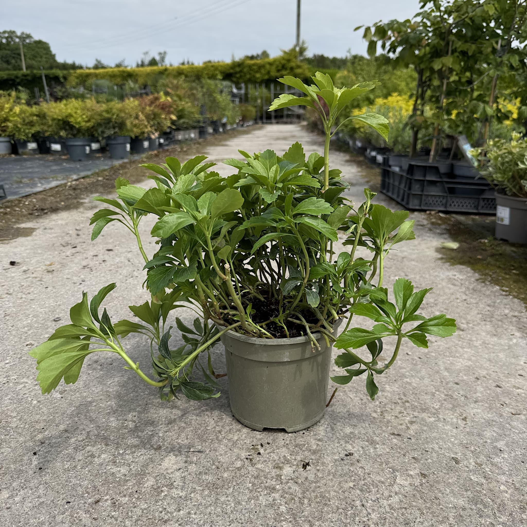 Pachysandra terminalis