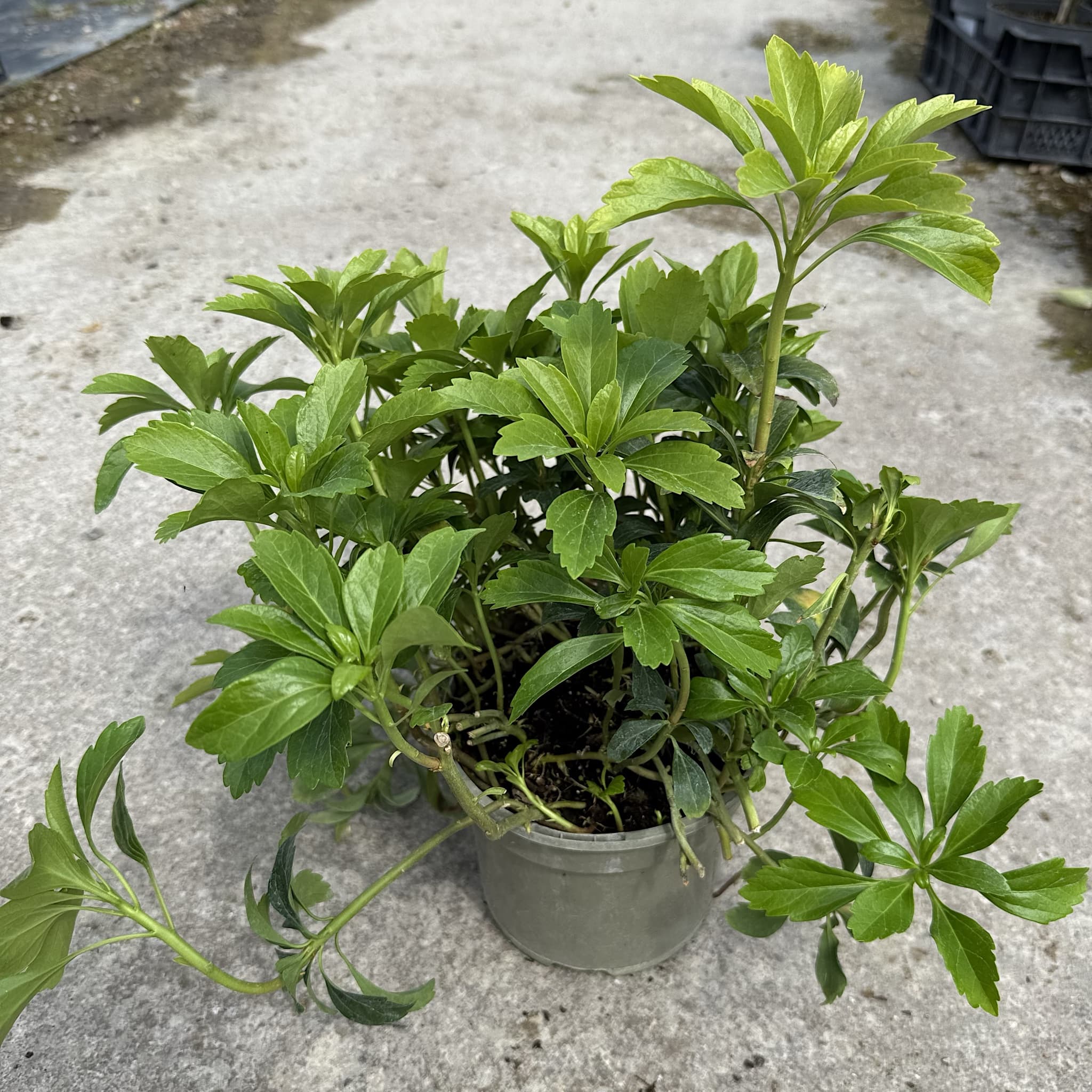 Pachysandra terminalis