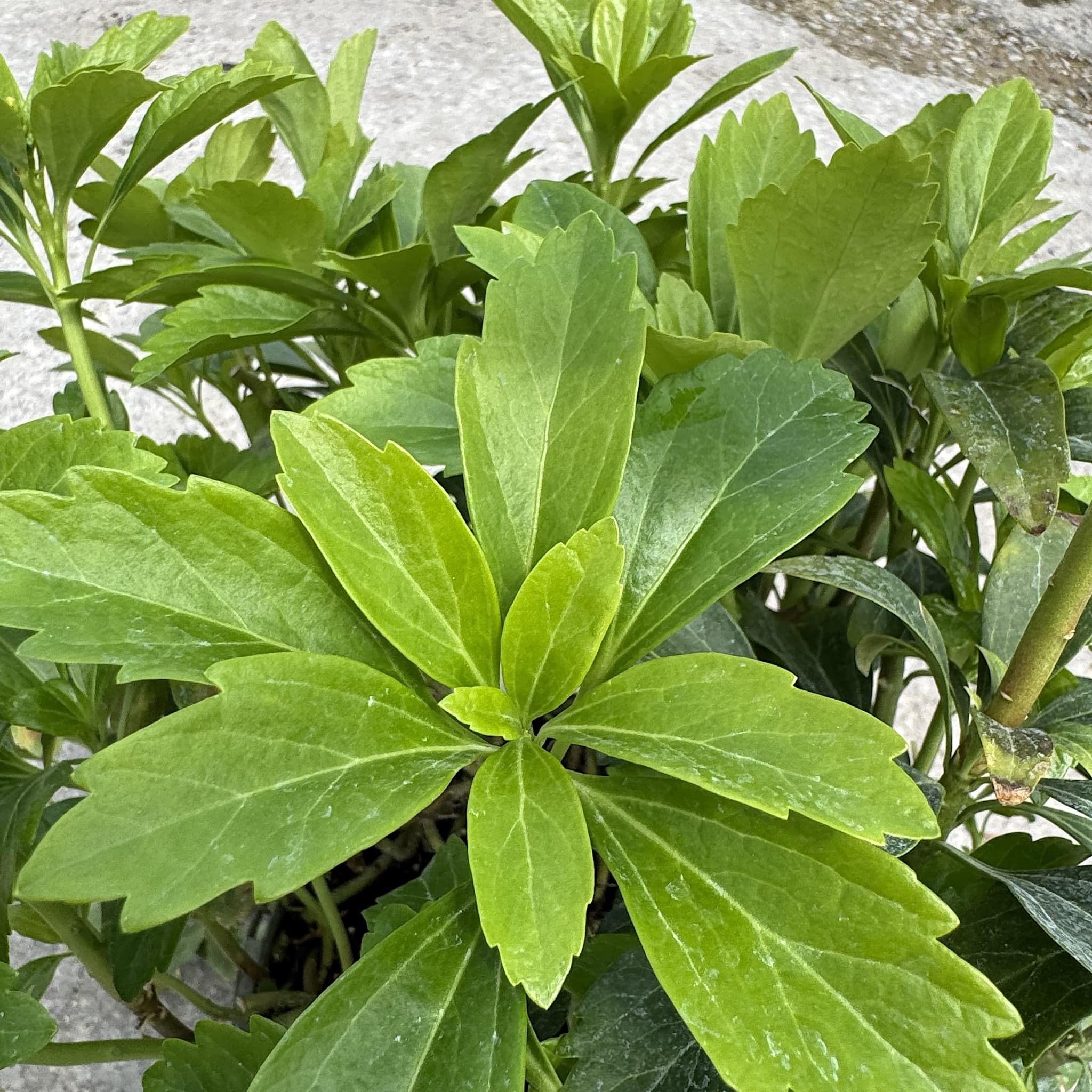 Pachysandra terminalis