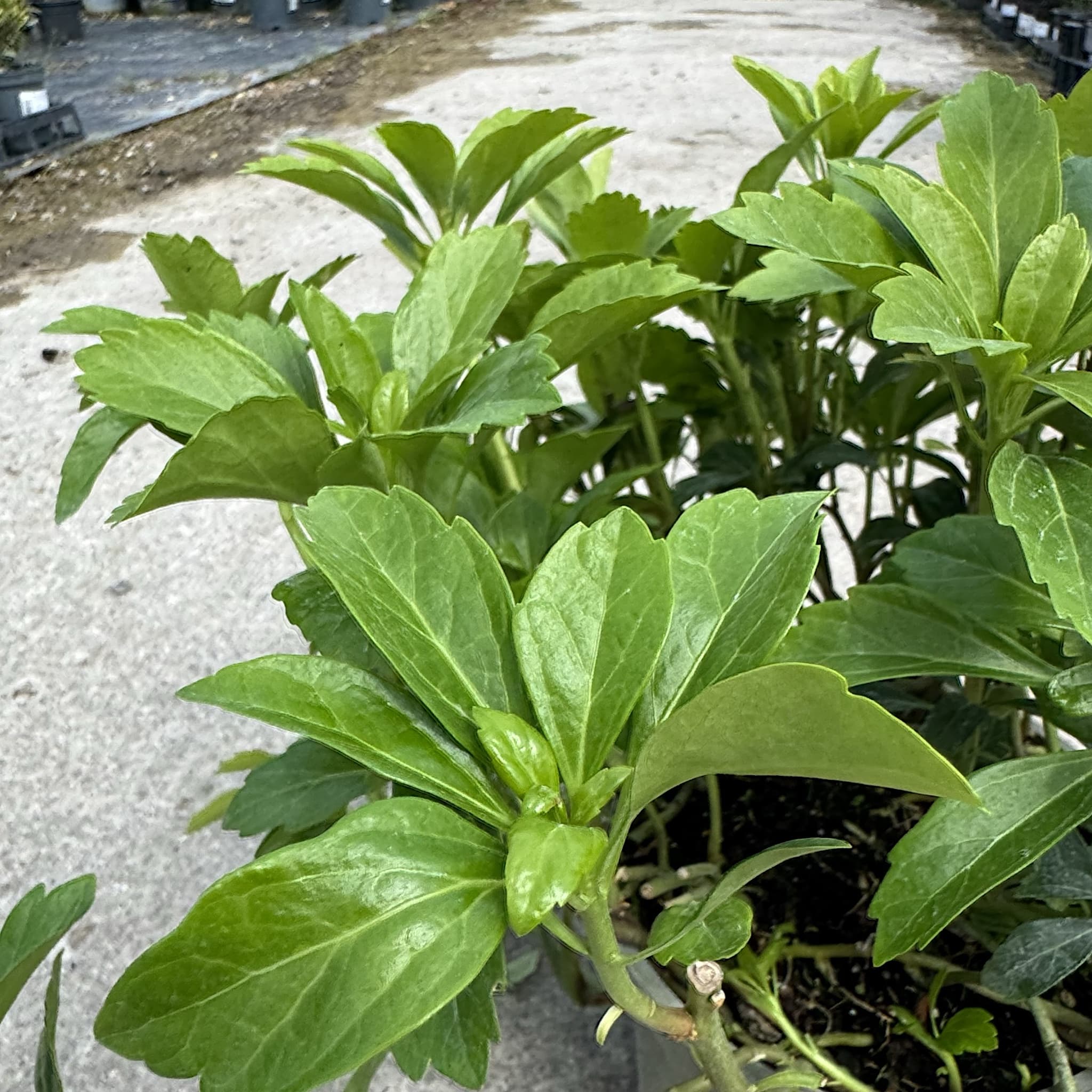 Pachysandra terminalis