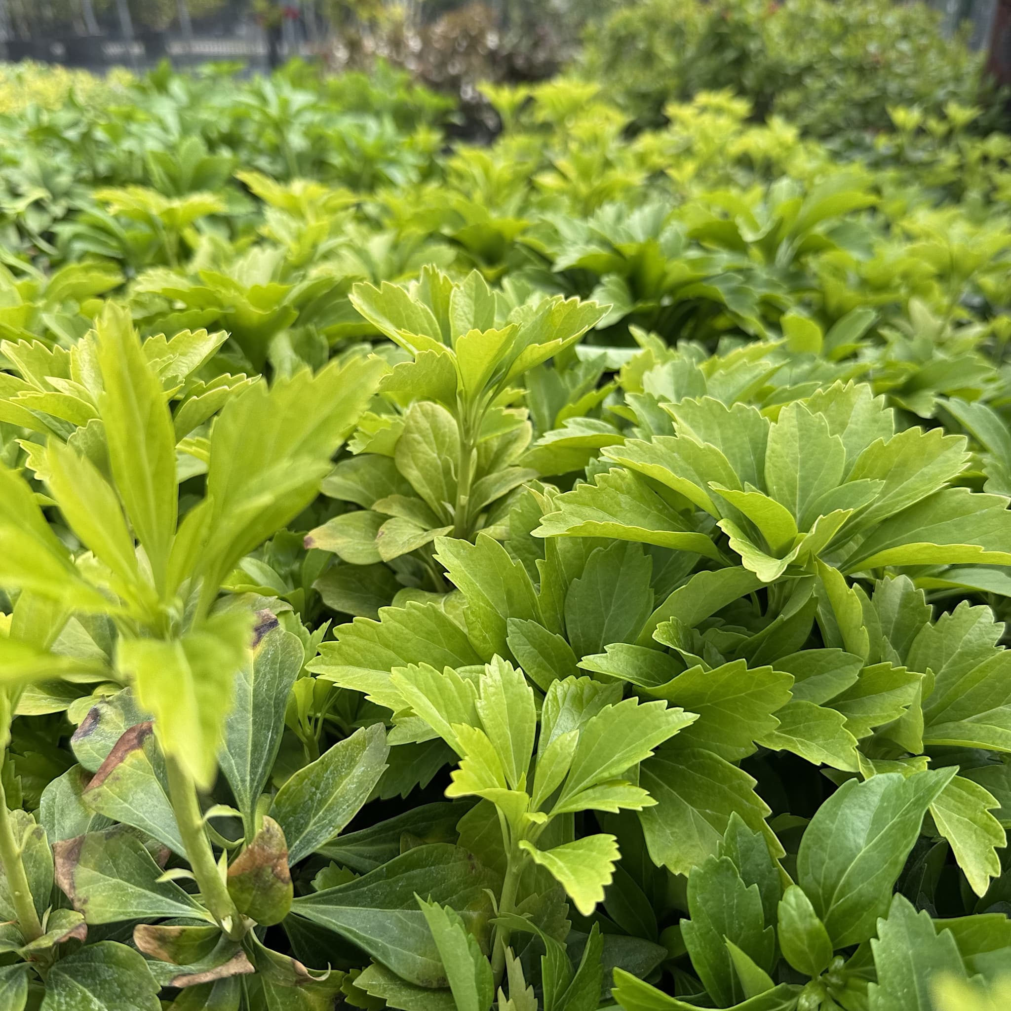 Pachysandra terminalis