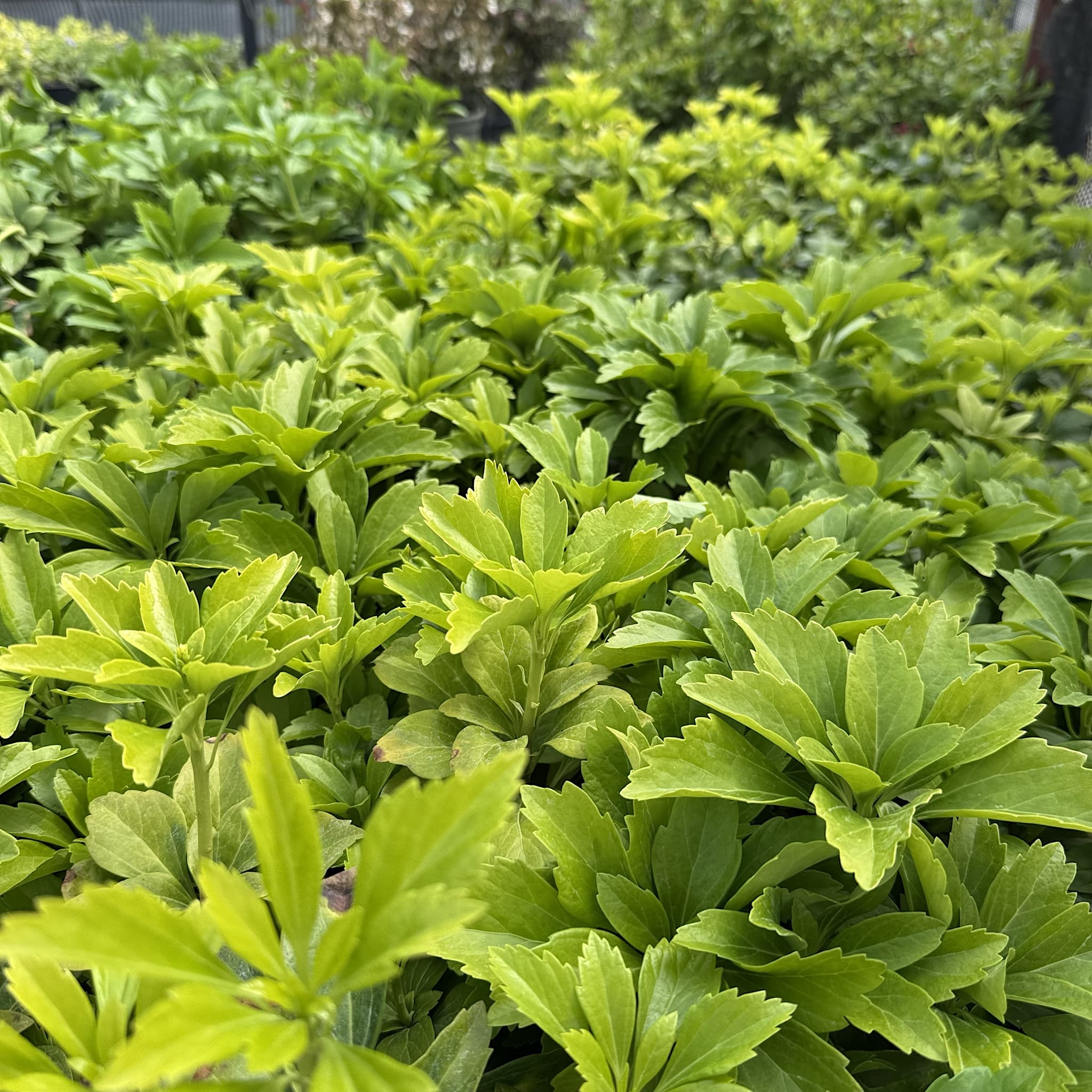 Pachysandra terminalis