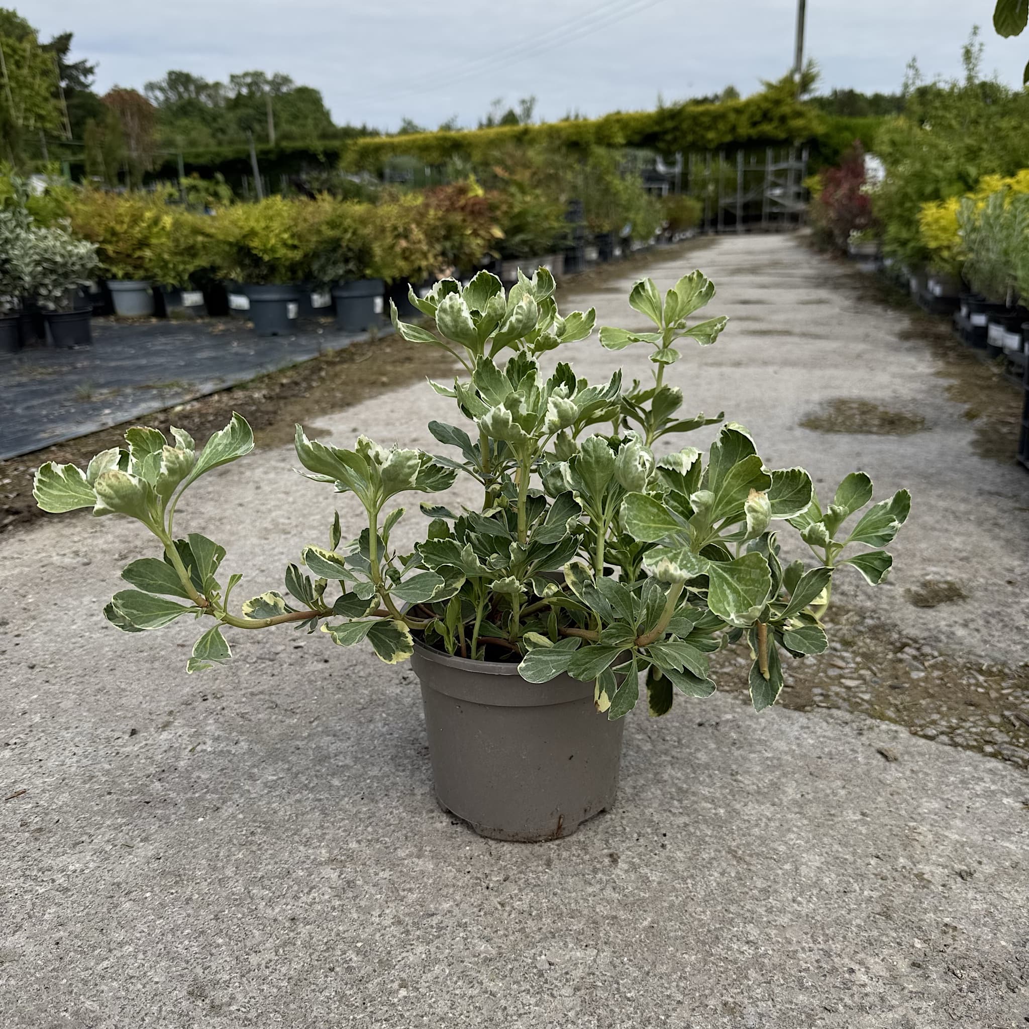 Pachysandra terminalis 'Variegata'