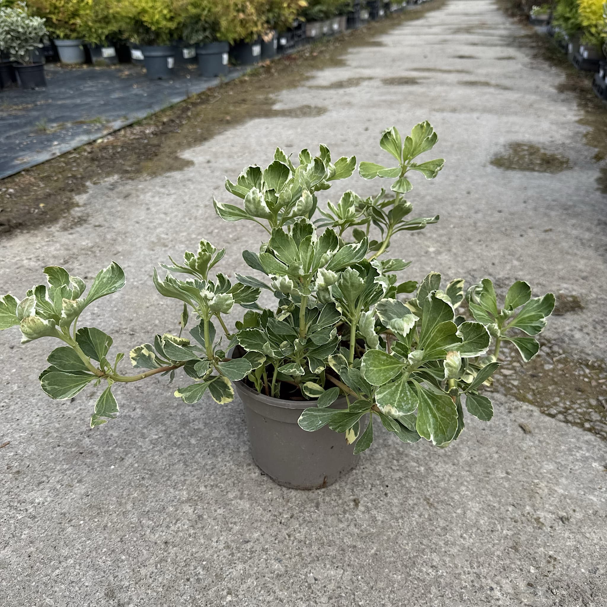 Pachysandra terminalis 'Variegata'