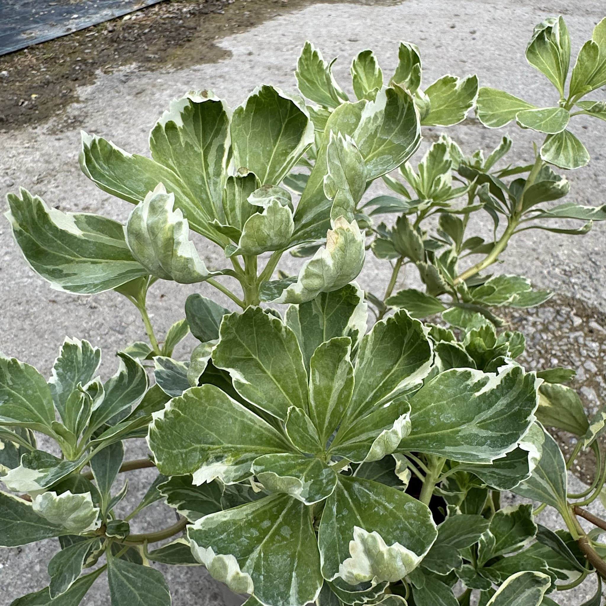 Pachysandra terminalis 'Variegata'