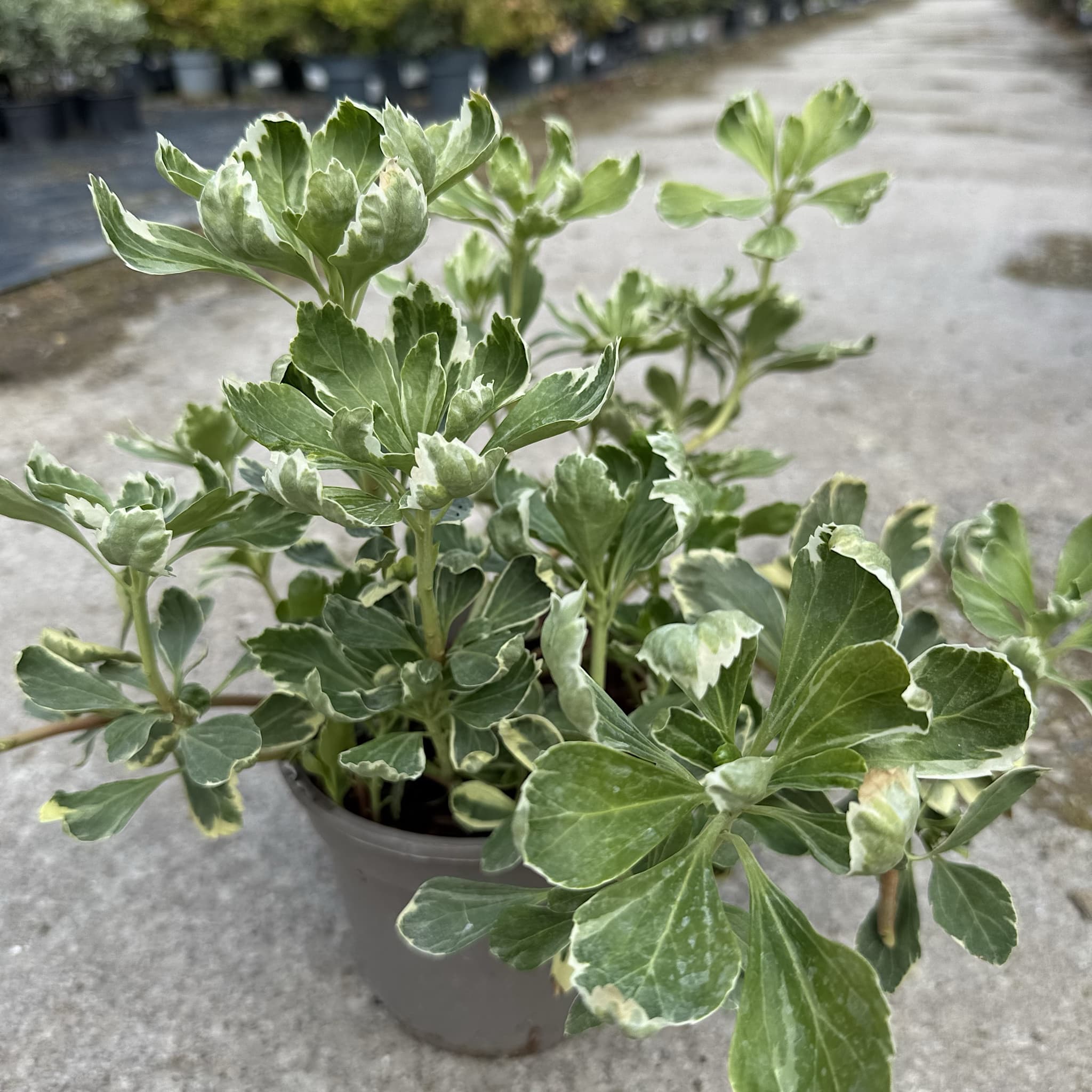 Pachysandra terminalis 'Variegata'