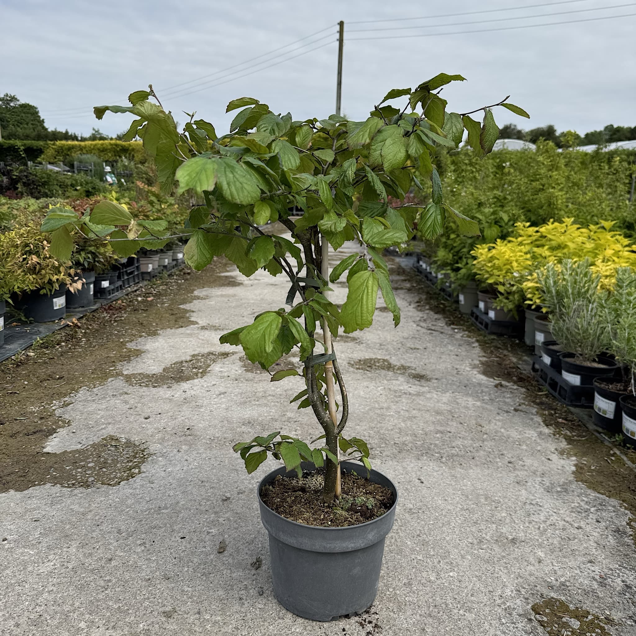 Parrotia persica